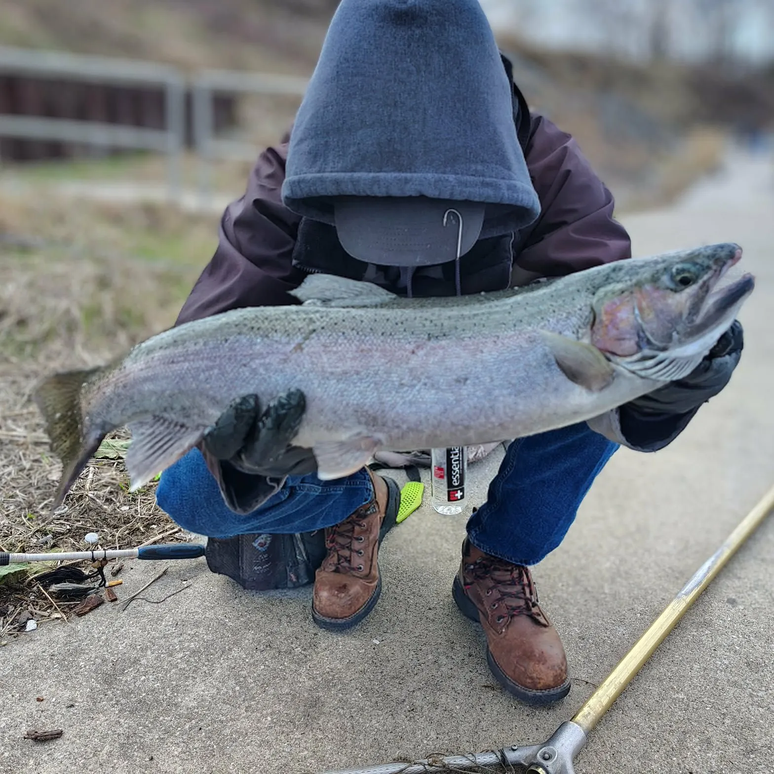 The most recent Steelhead catches on Fishbrain