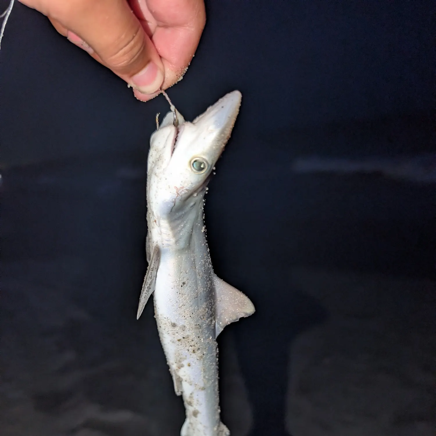 The most recent Sandbar shark catches on Fishbrain