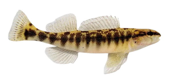 Westfalls darter