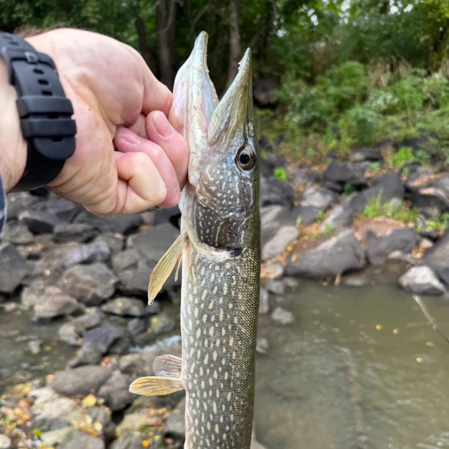 Northern pike caught on Fishbrain