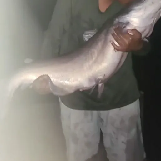 Blue catfish caught on Fishbrain