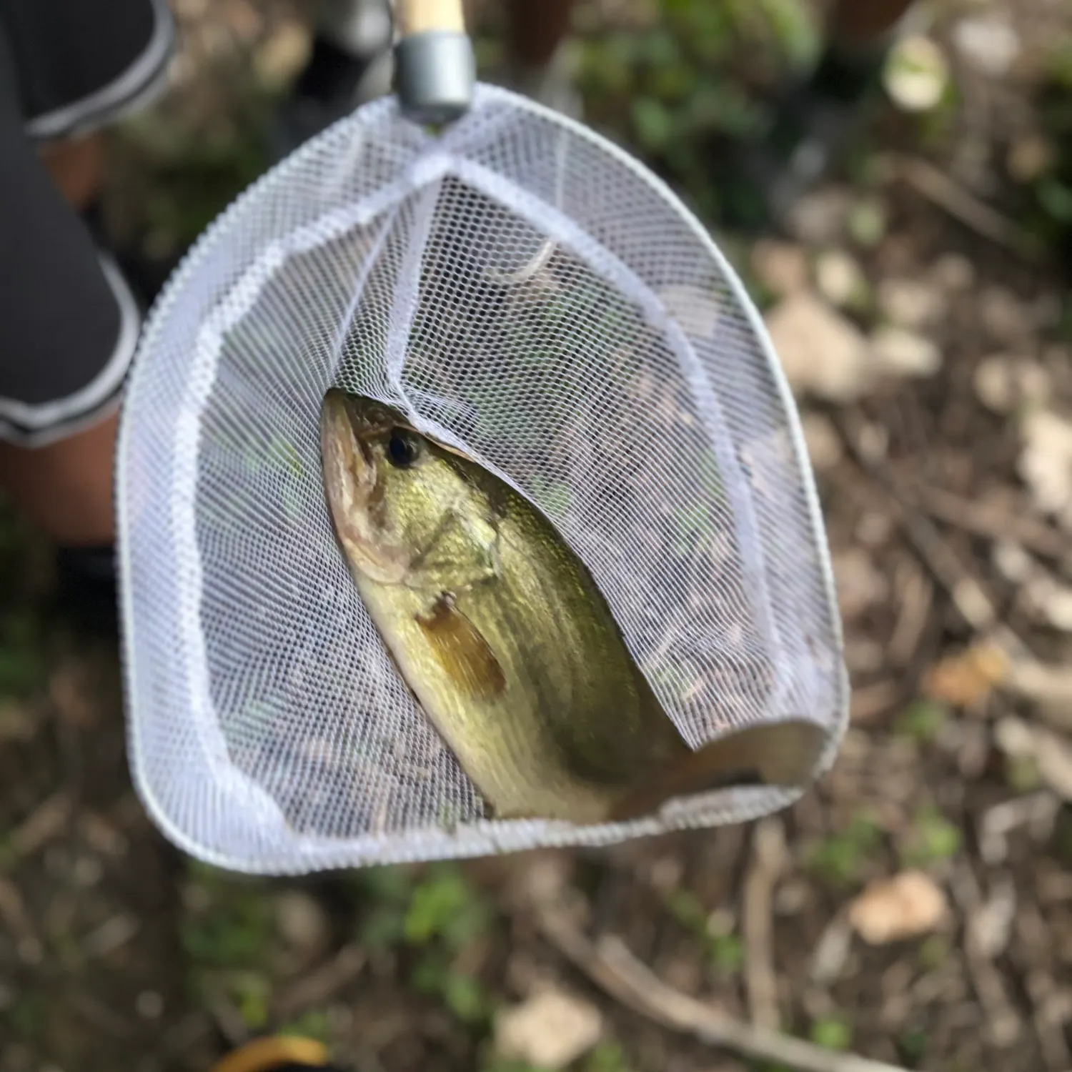 Fish caught on Fishbrain