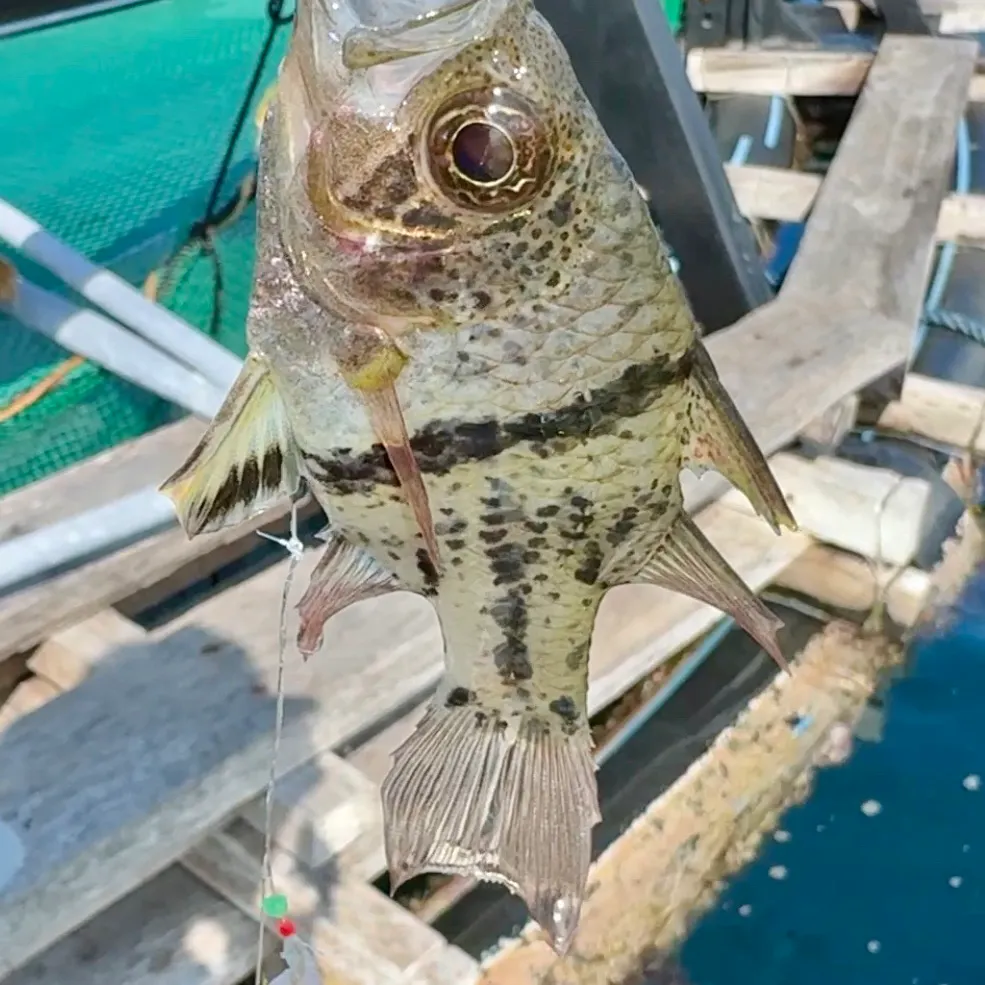The most recent Jarbua terapon catches on Fishbrain