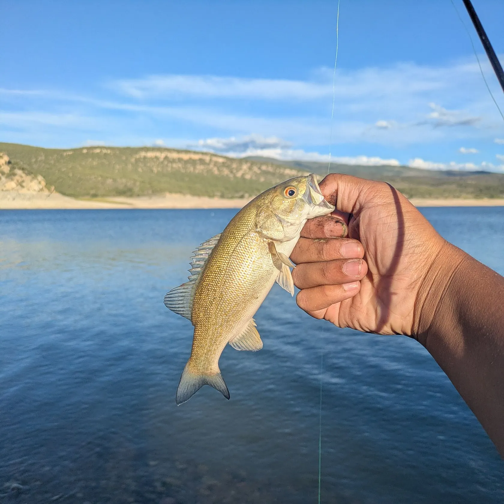 Smallmouth bass caught on Fishbrain