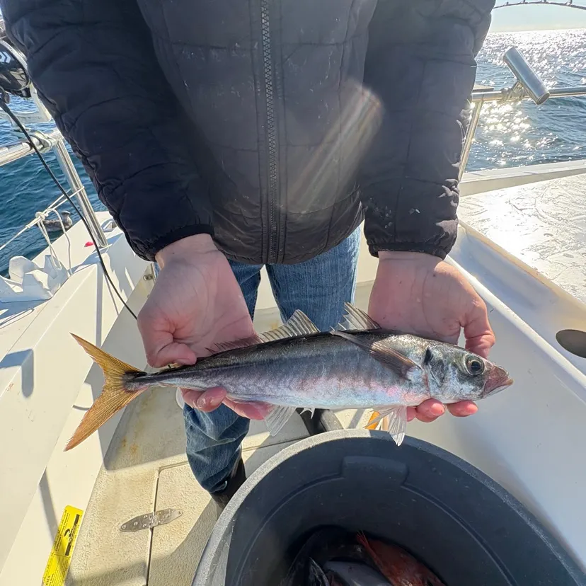 The most recent Pacific jack mackerel catches on Fishbrain