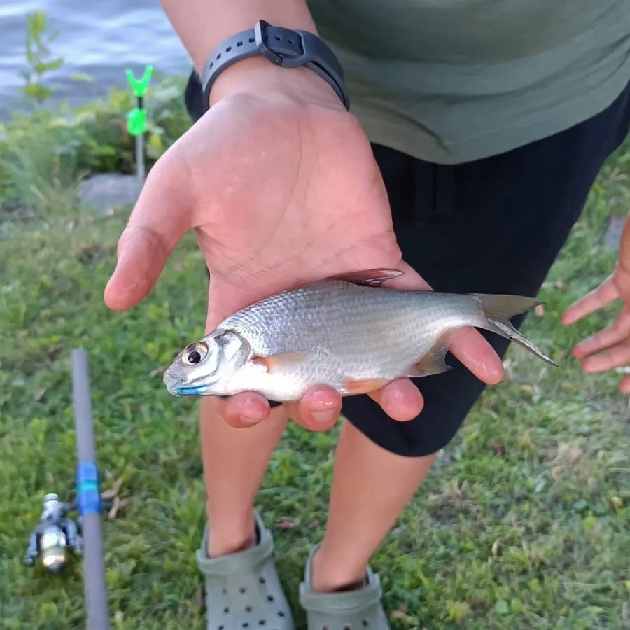 Common roach caught on Fishbrain