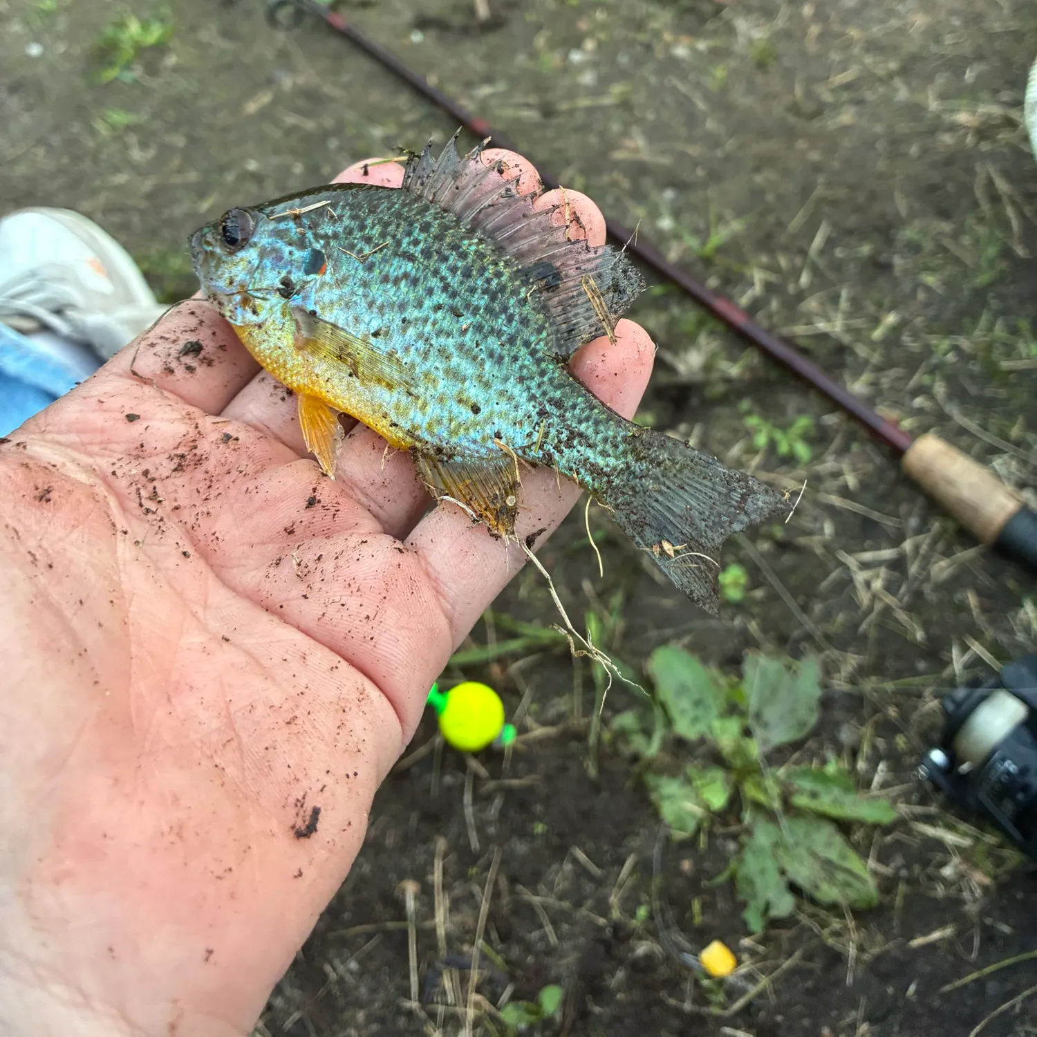 Pumpkinseed caught on Fishbrain