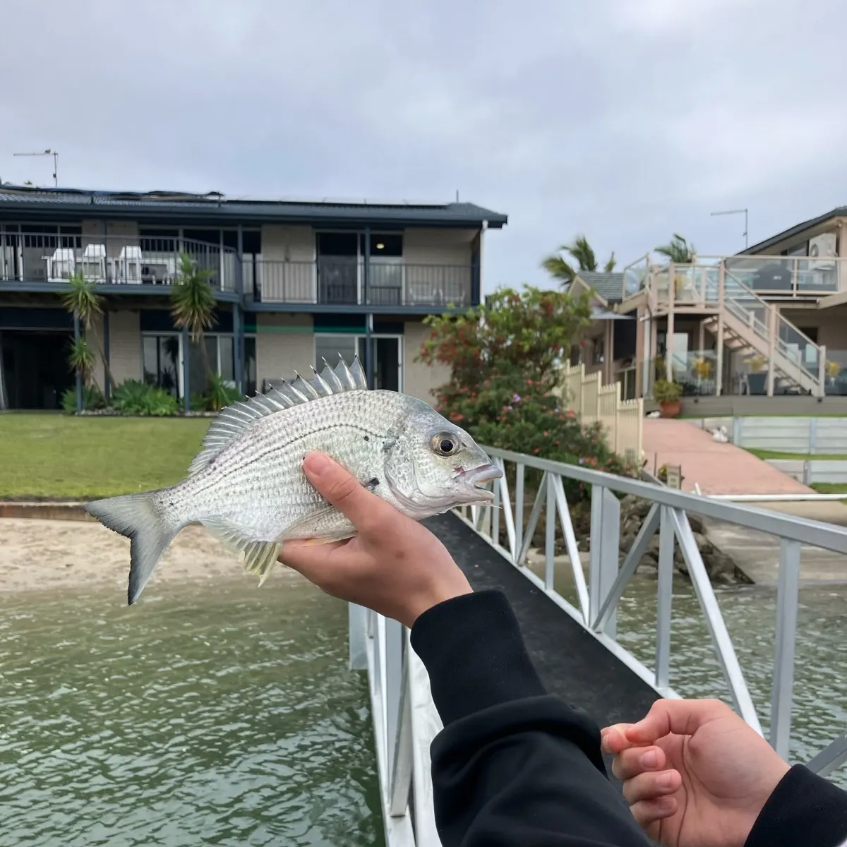Surf bream caught on Fishbrain