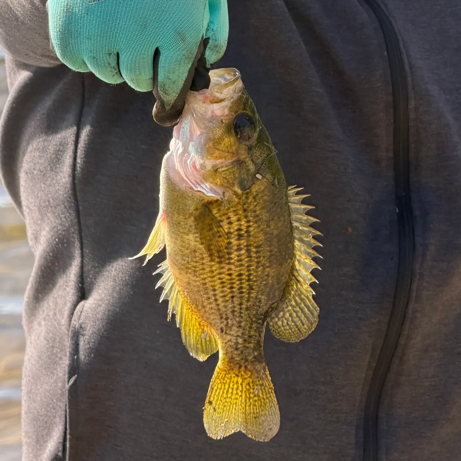 Rock bass caught on Fishbrain