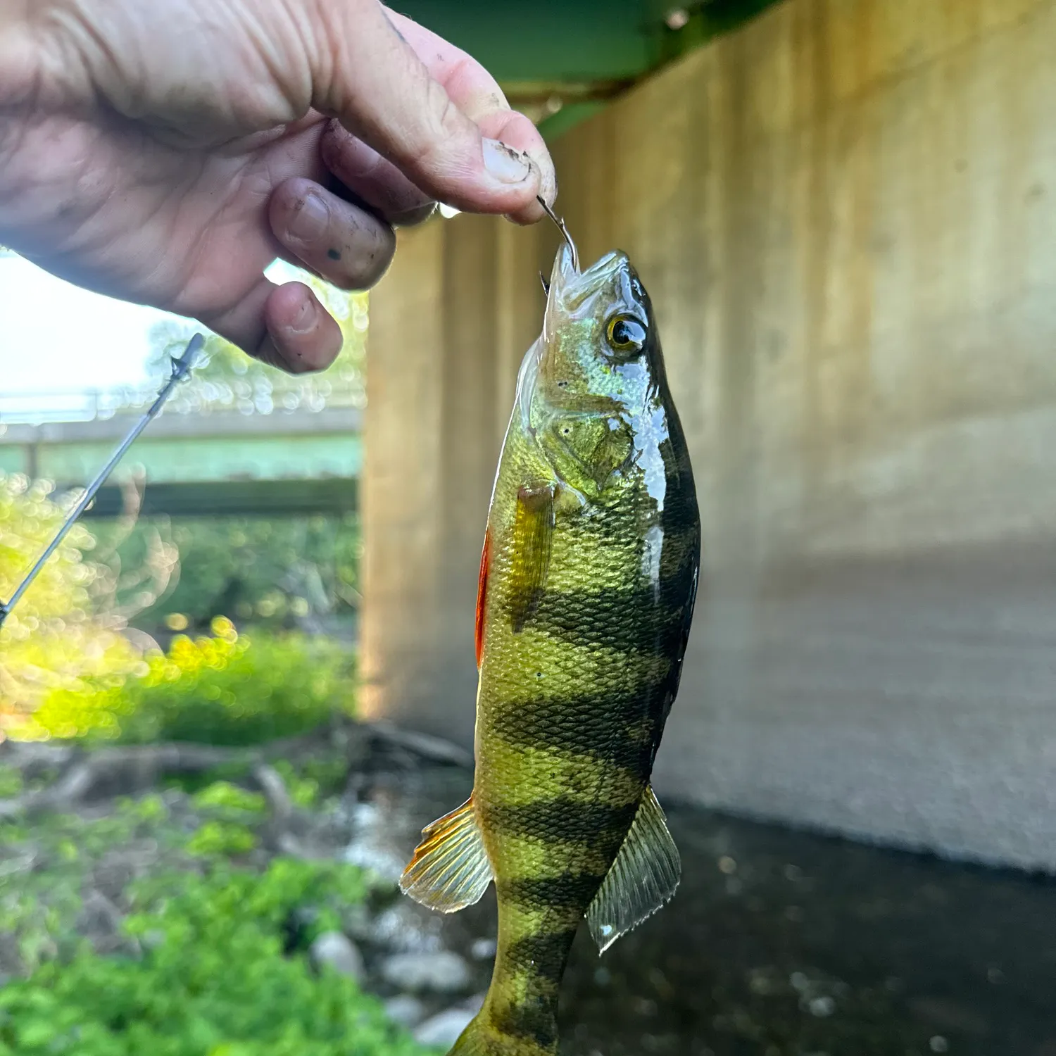 Yellow perch caught on Fishbrain