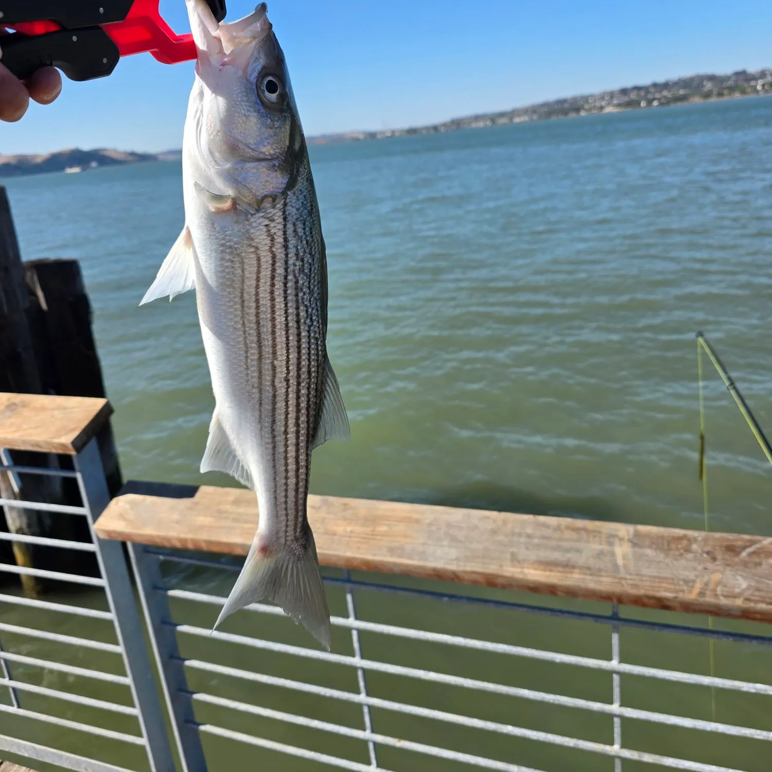 Striped bass caught on Fishbrain