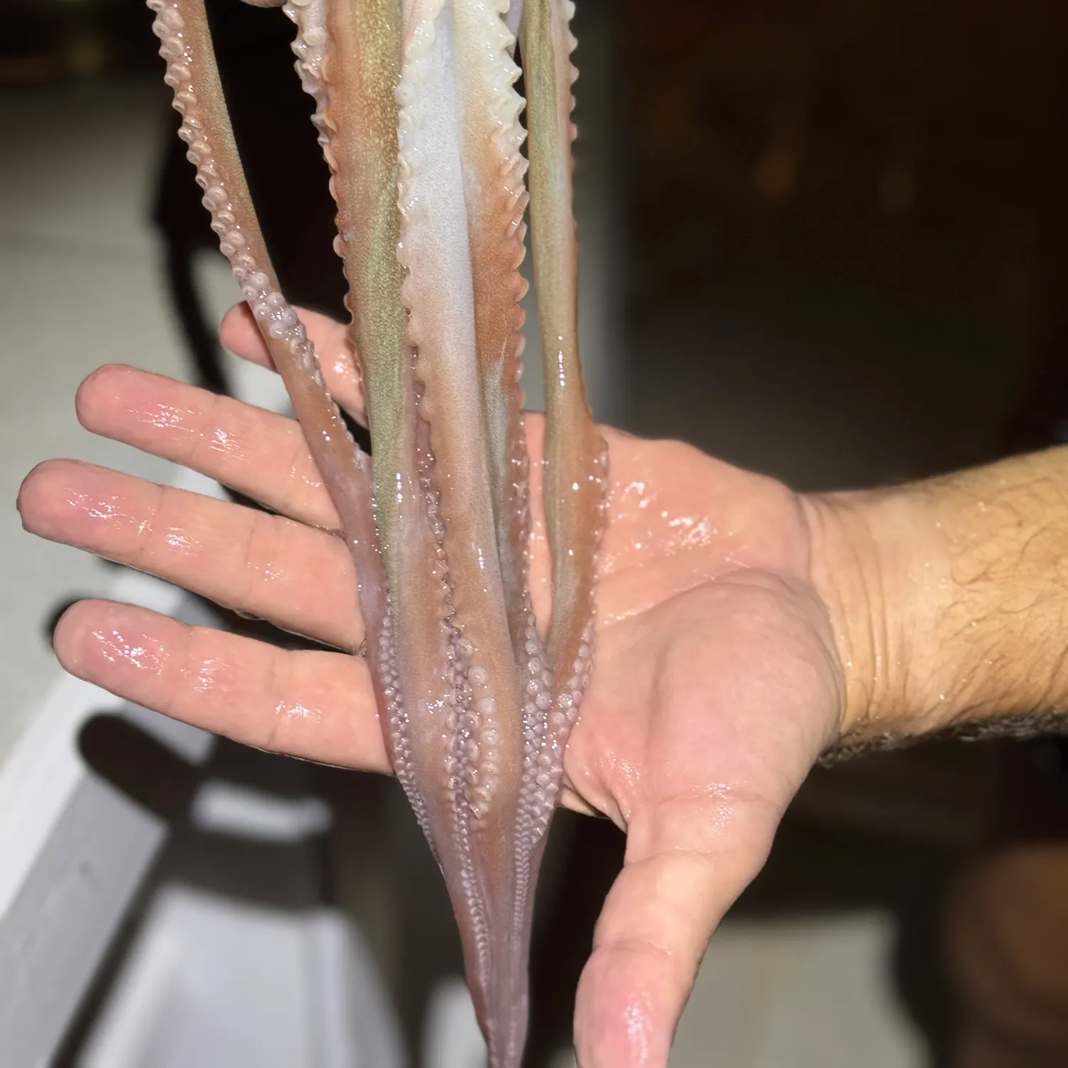 The most recent Caribbean reef octopus catches on Fishbrain