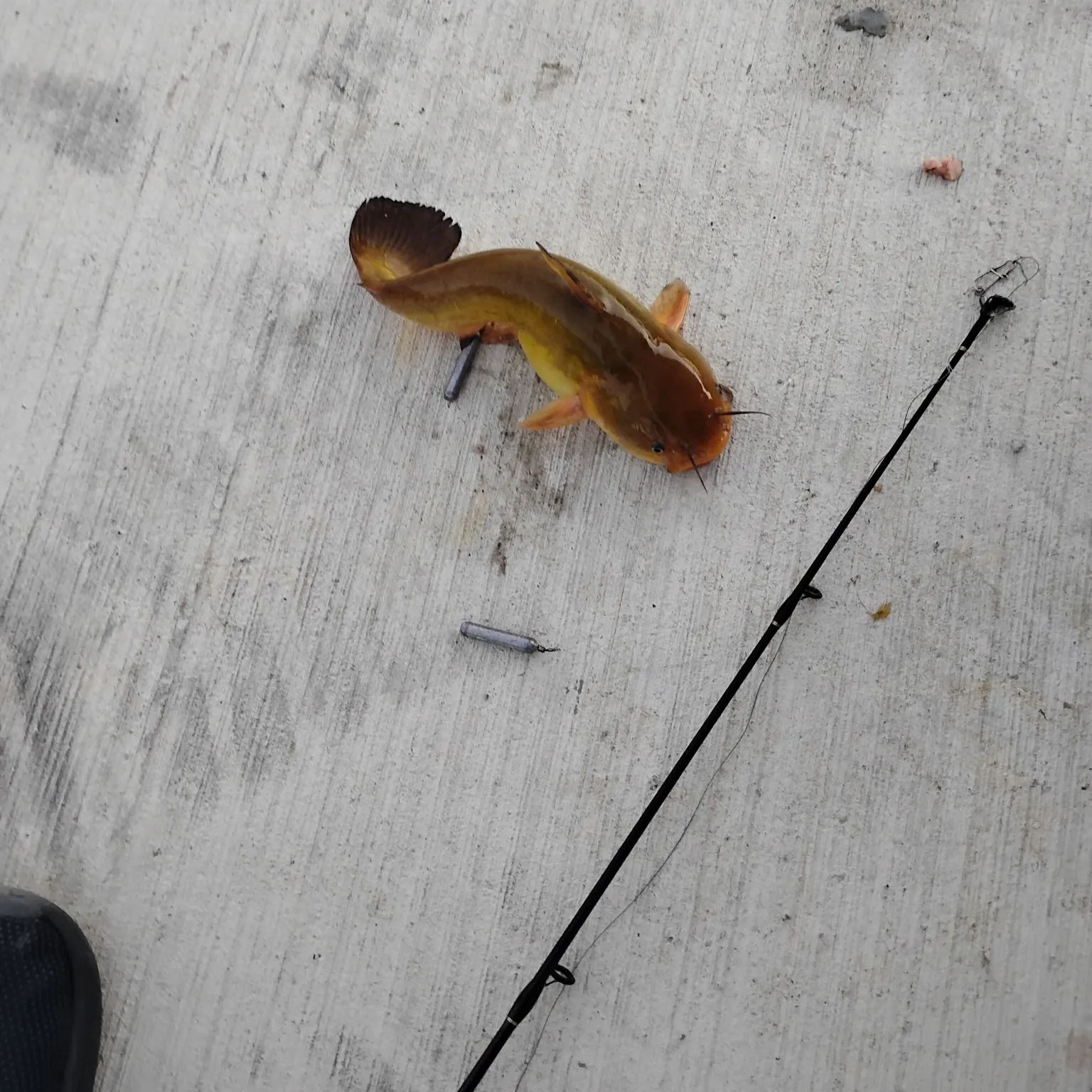 Yellow bullhead caught on Fishbrain