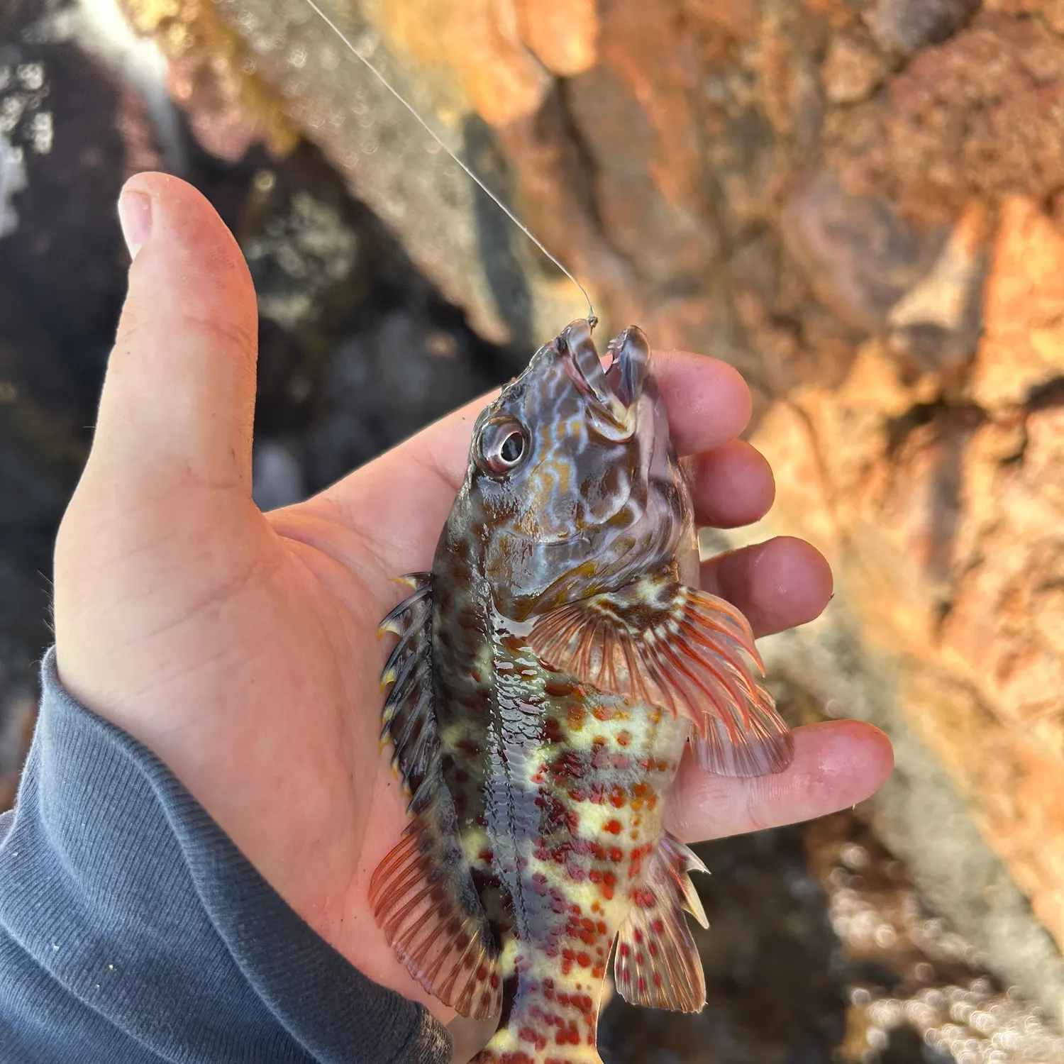 The most recent Stocky hawkfish catches on Fishbrain