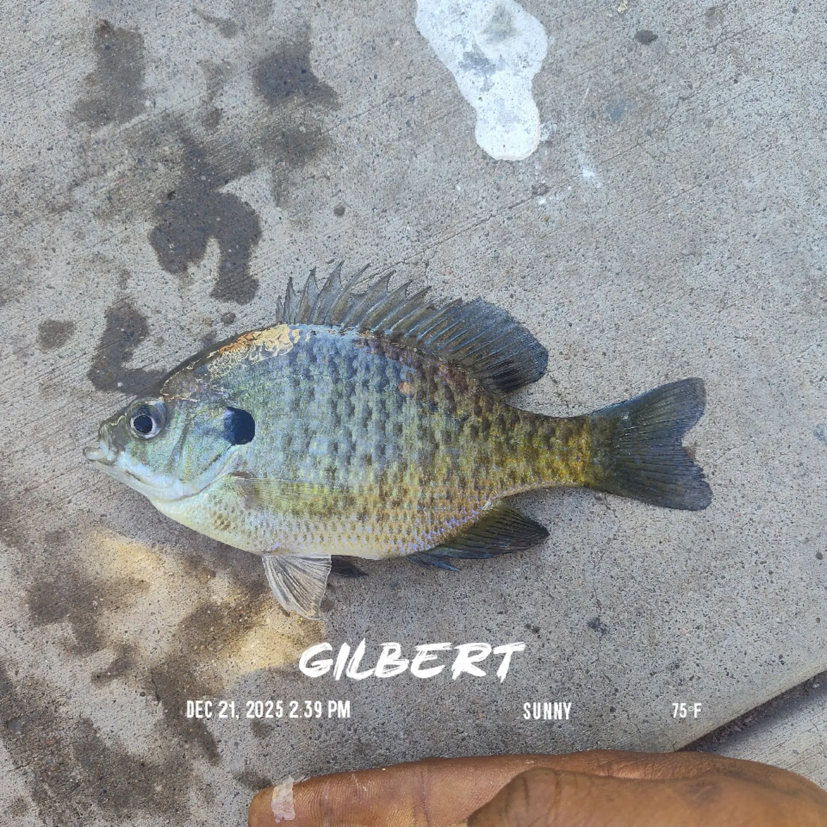 recently logged catches