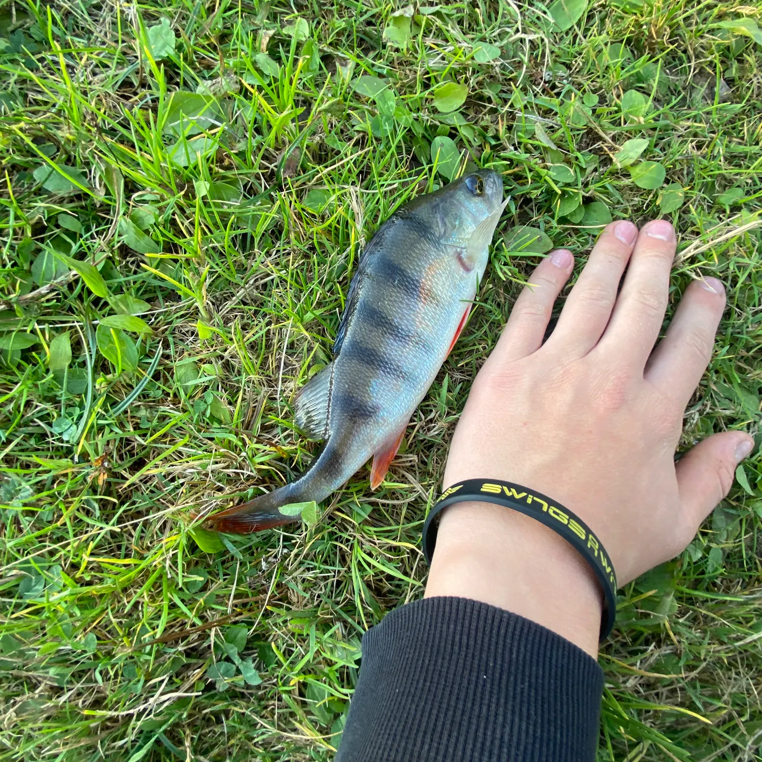 European perch caught on Fishbrain