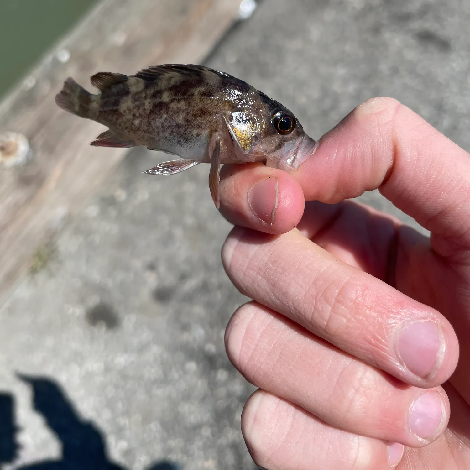 The most recent Copper rockfish catches on Fishbrain