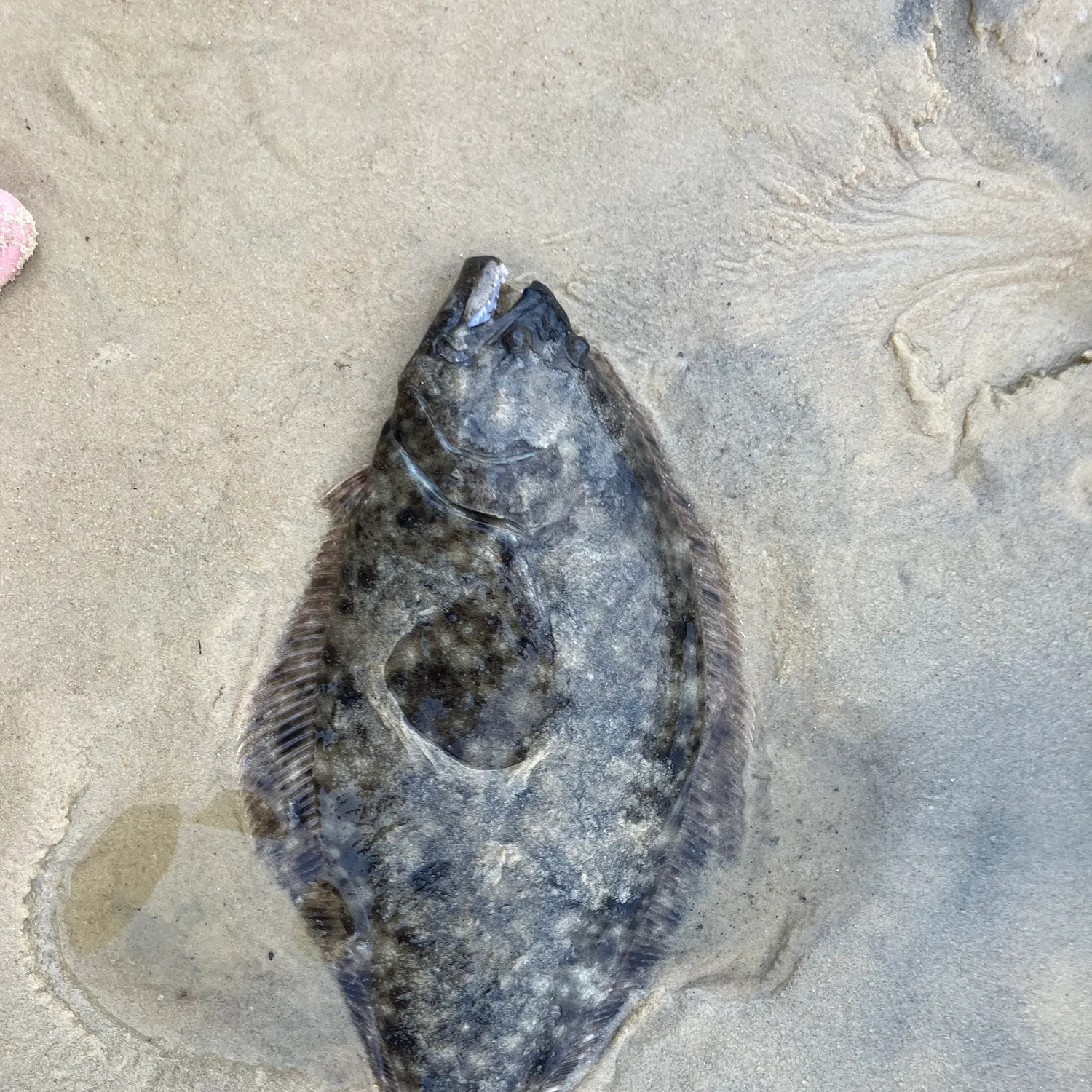 Summer flounder caught on Fishbrain