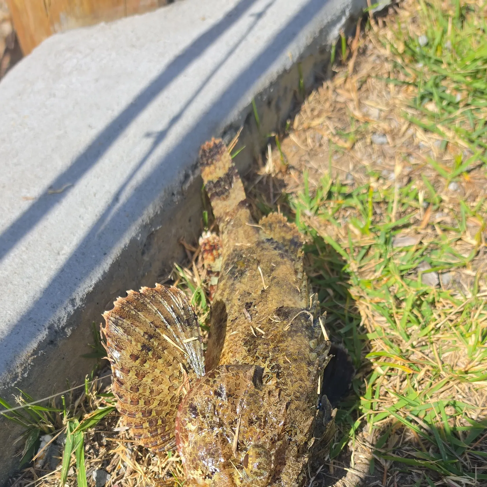 The most recent Estuarine stonefish catches on Fishbrain