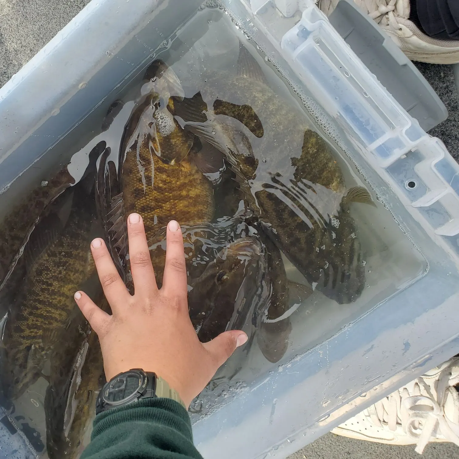 recently logged catches