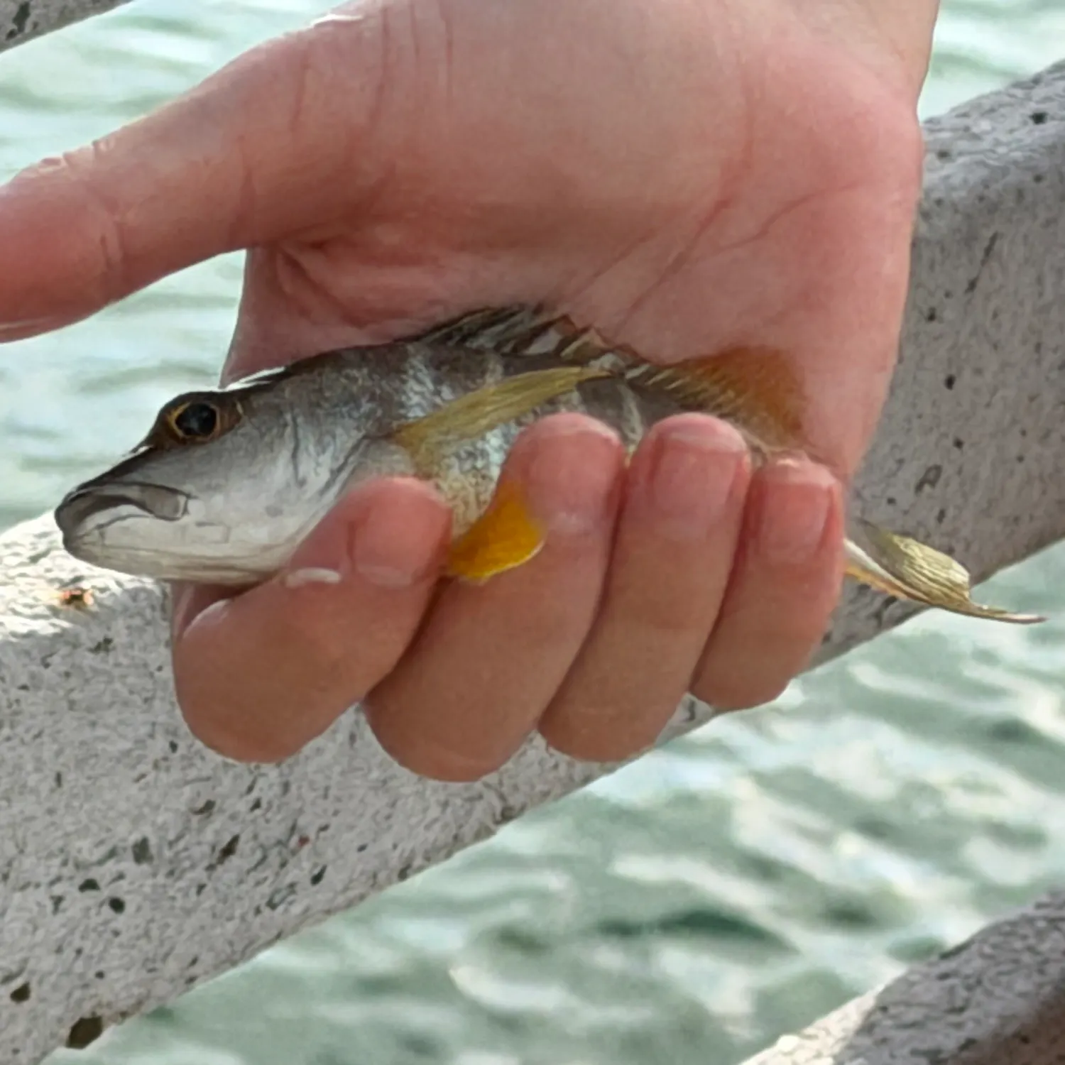 The most recent Schoolmaster snapper catches on Fishbrain