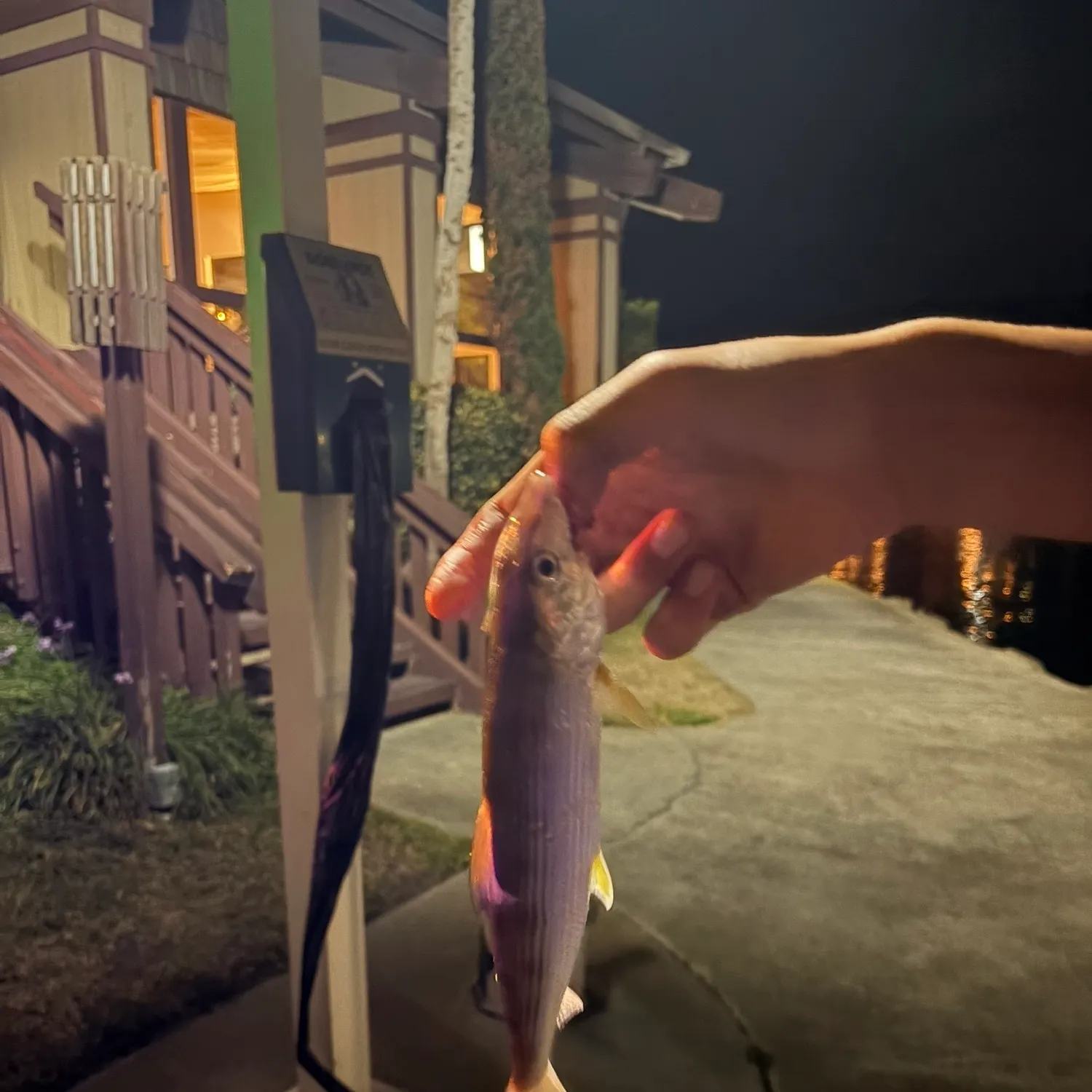 The most recent Spotfin croaker catches on Fishbrain