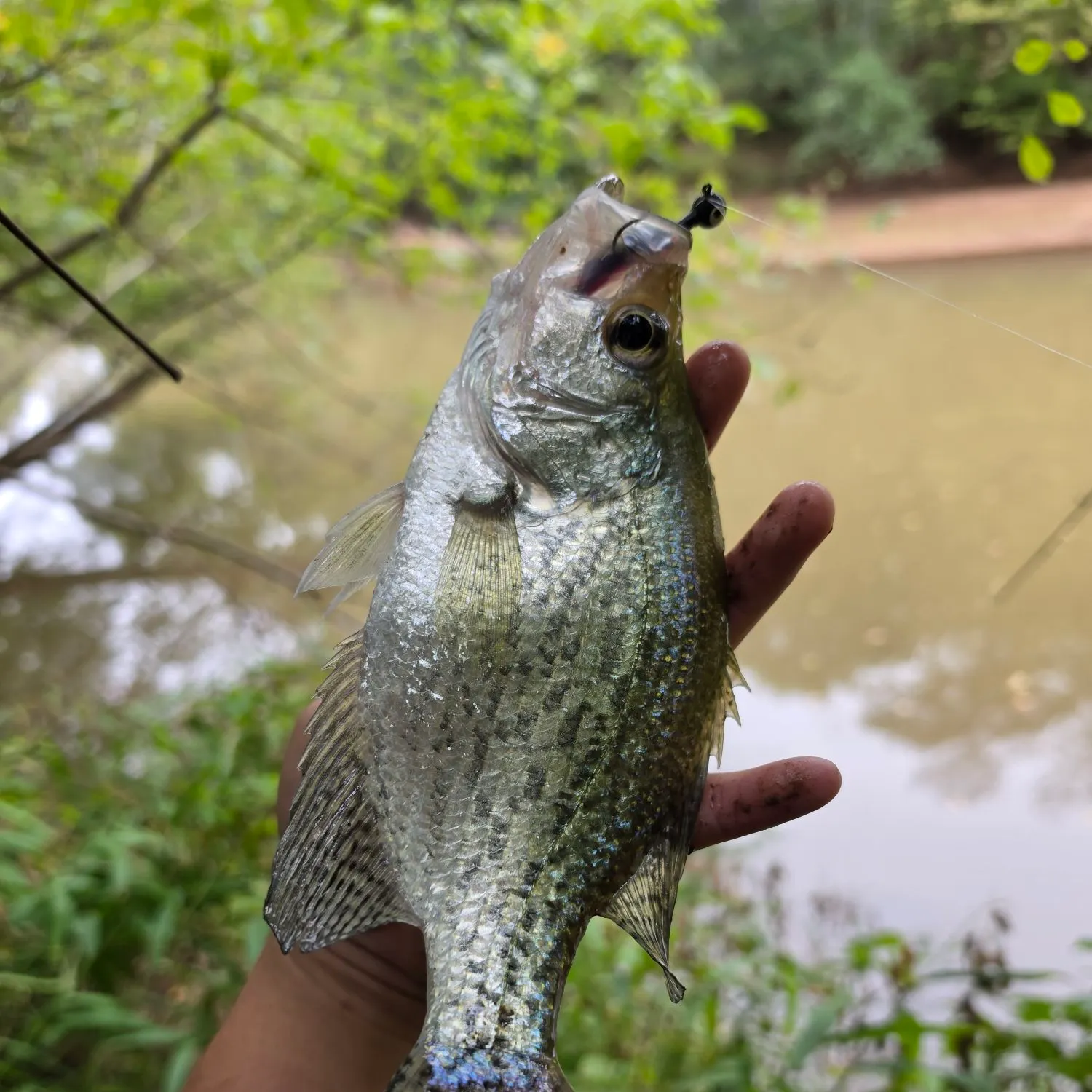 Black crappie caught on Fishbrain