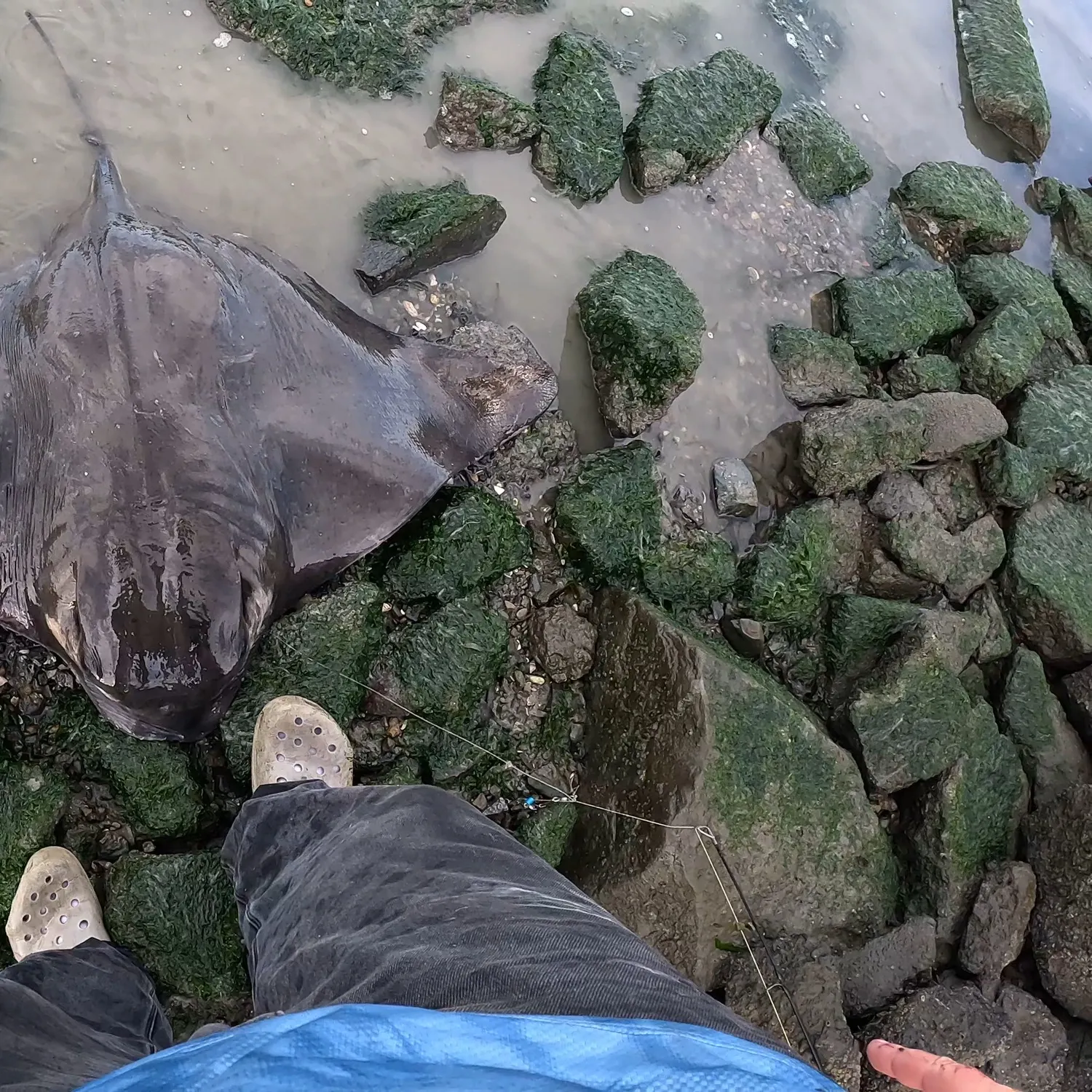 The most recent Bat eagle ray catches on Fishbrain
