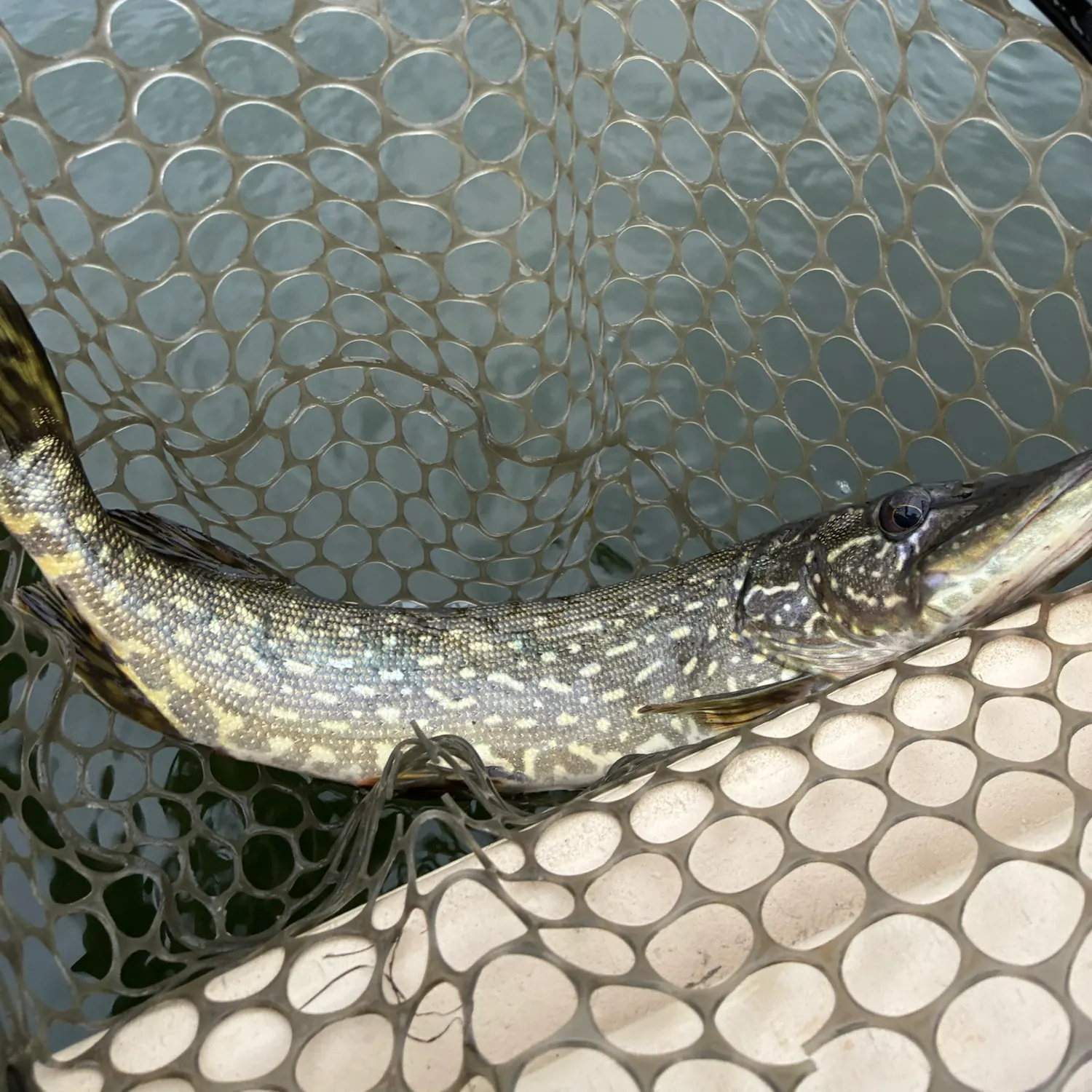 Northern pike caught on Fishbrain