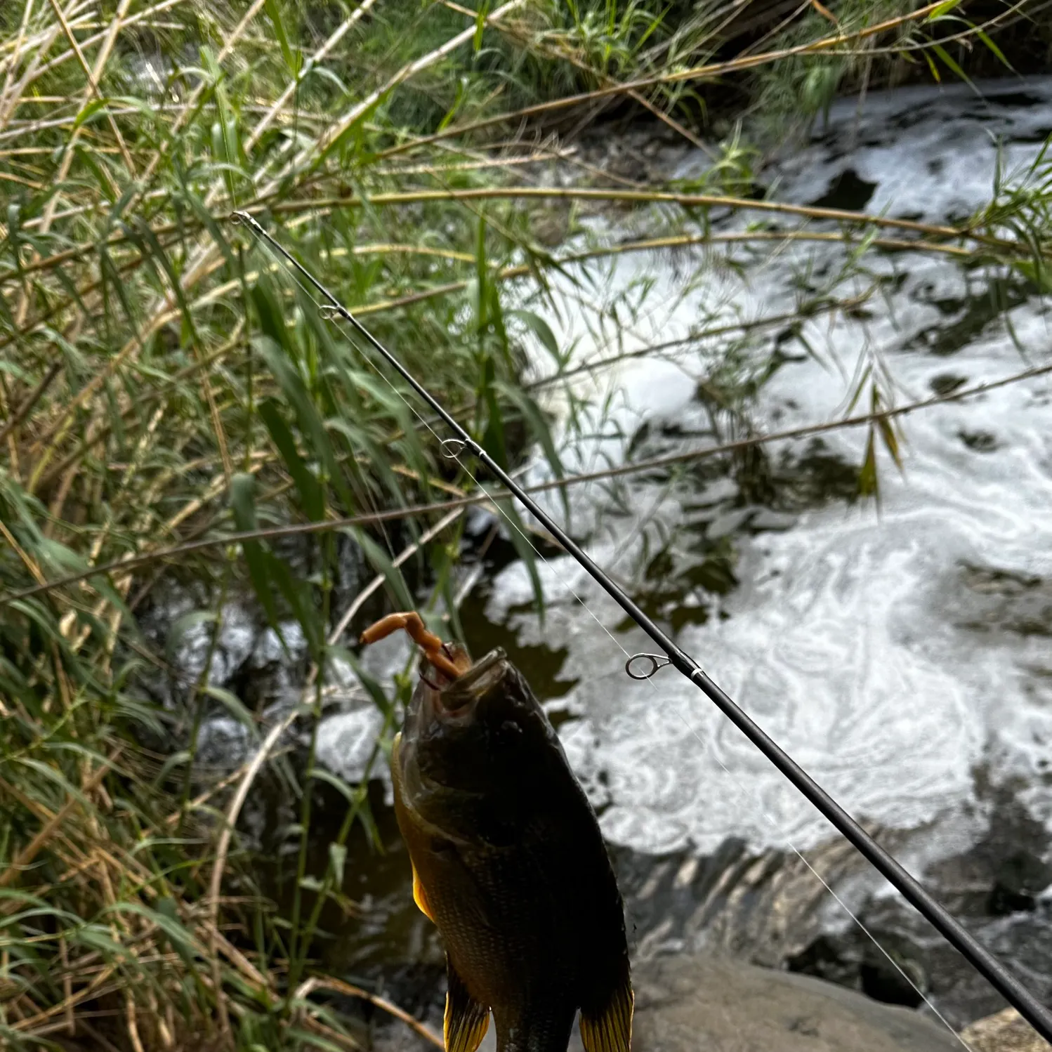 The most recent Green sunfish catches on Fishbrain