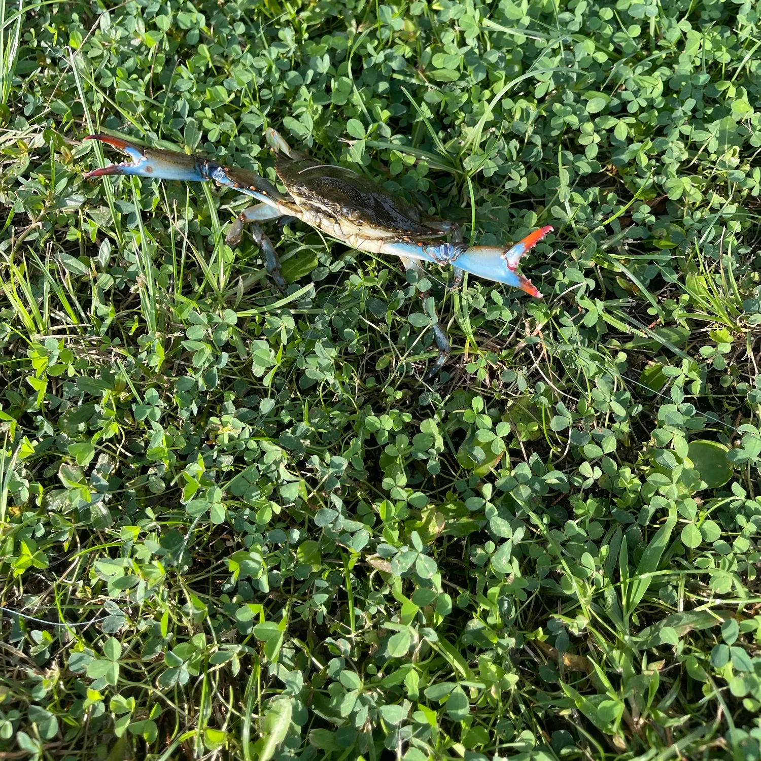 Blue crab caught on Fishbrain