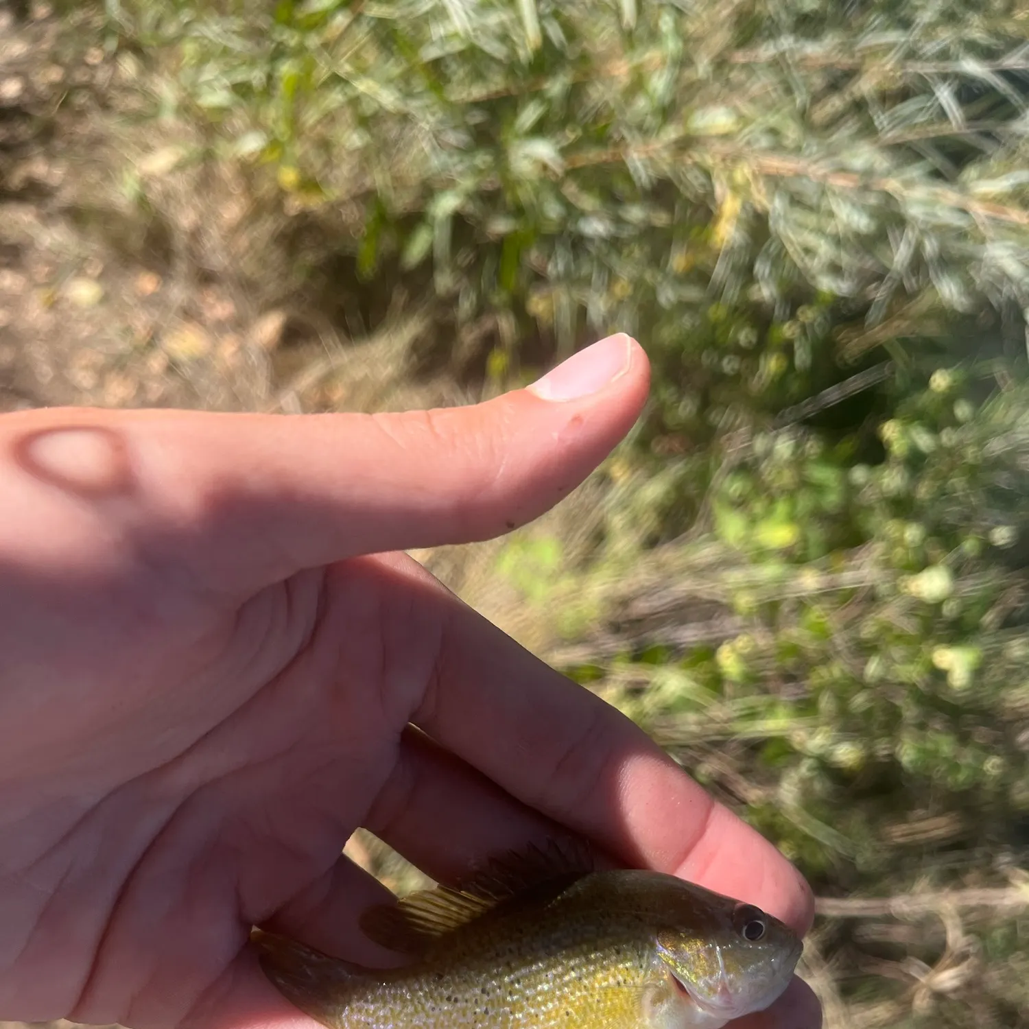 Green sunfish caught on Fishbrain