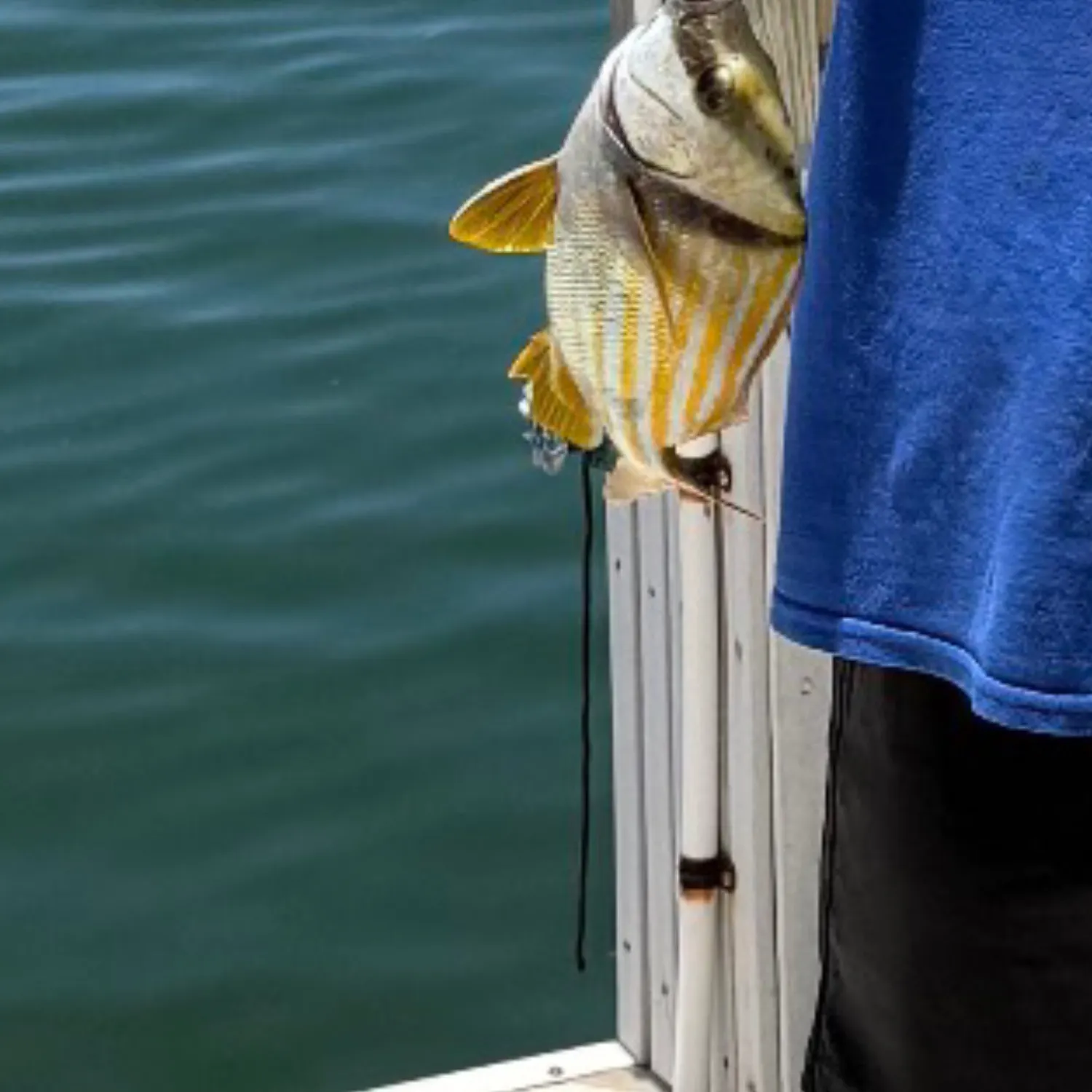 The most recent Atlantic porkfish catches on Fishbrain