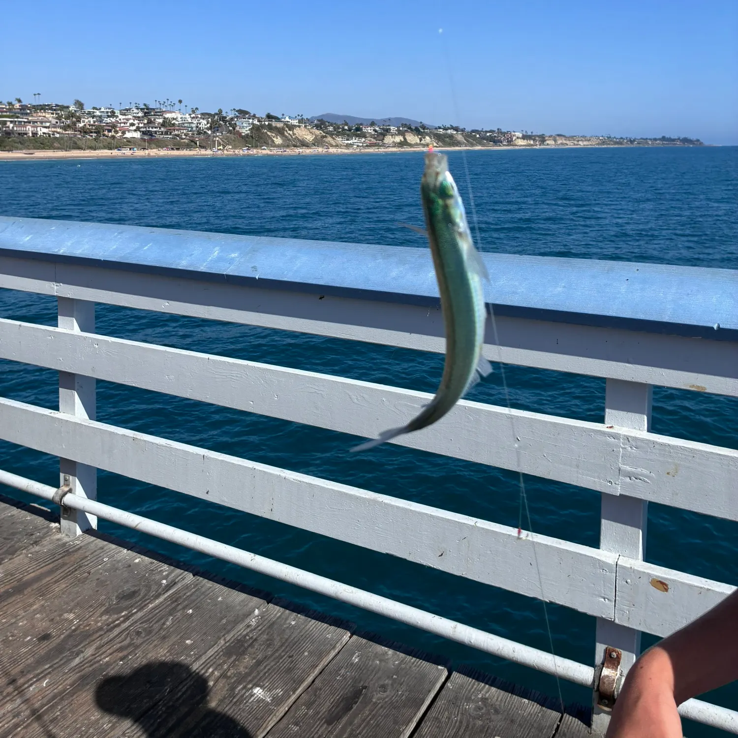 The most recent Narrow-barred Spanish mackerel catches on Fishbrain