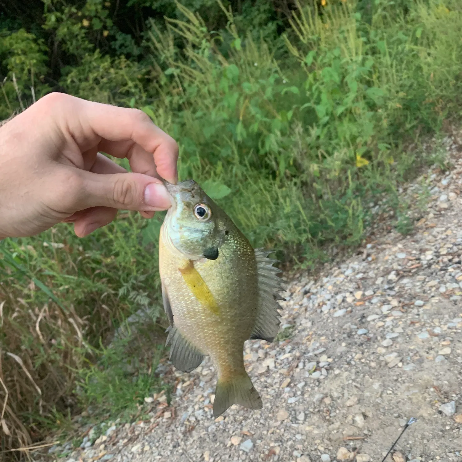 Bluegill caught on Fishbrain