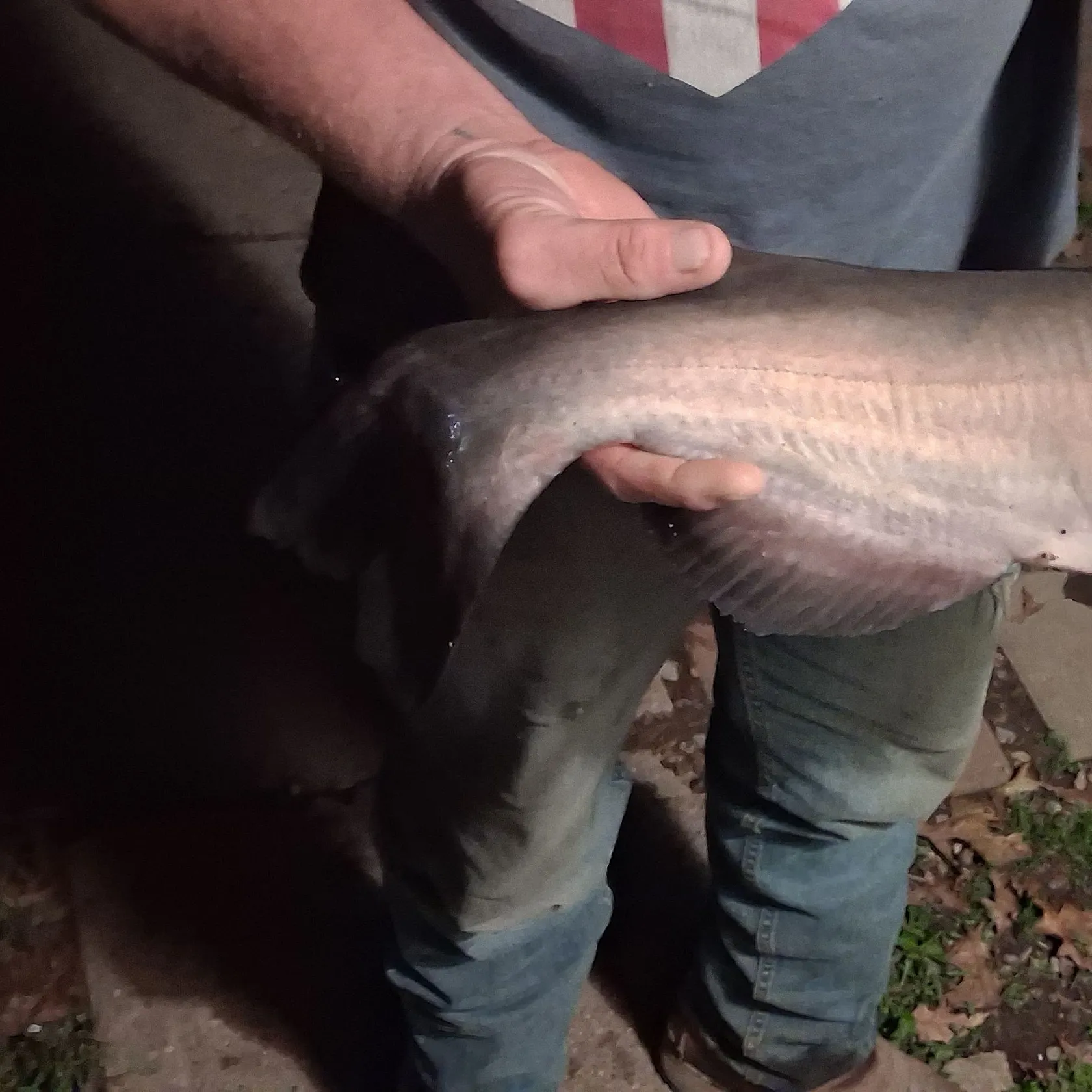 White bullhead caught on Fishbrain