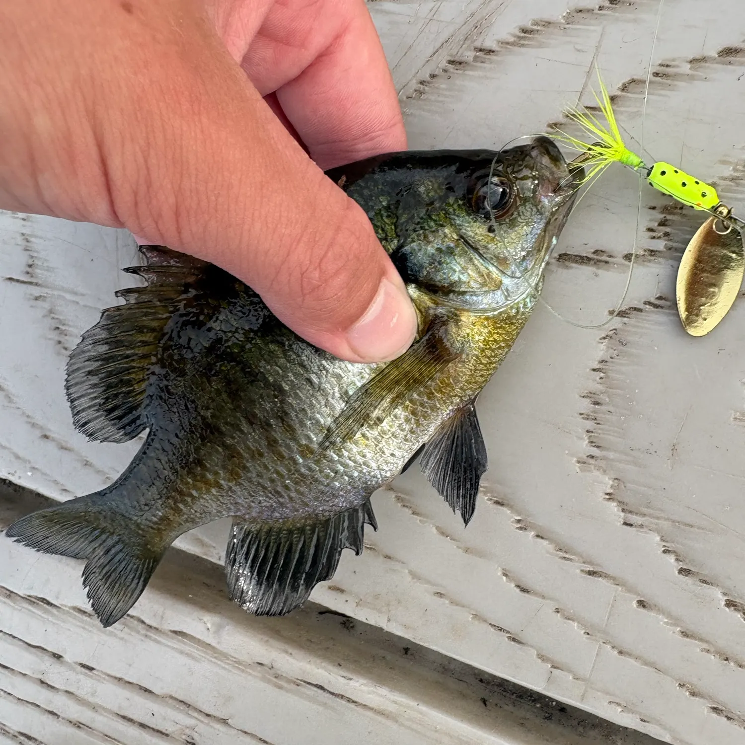 bass fishing with a sunfish lure LIVETARGET Swimbait 3 1/2": Natural Blue Pumpkinseed but it is packed with new elements Sunfish fishing in Connecticut