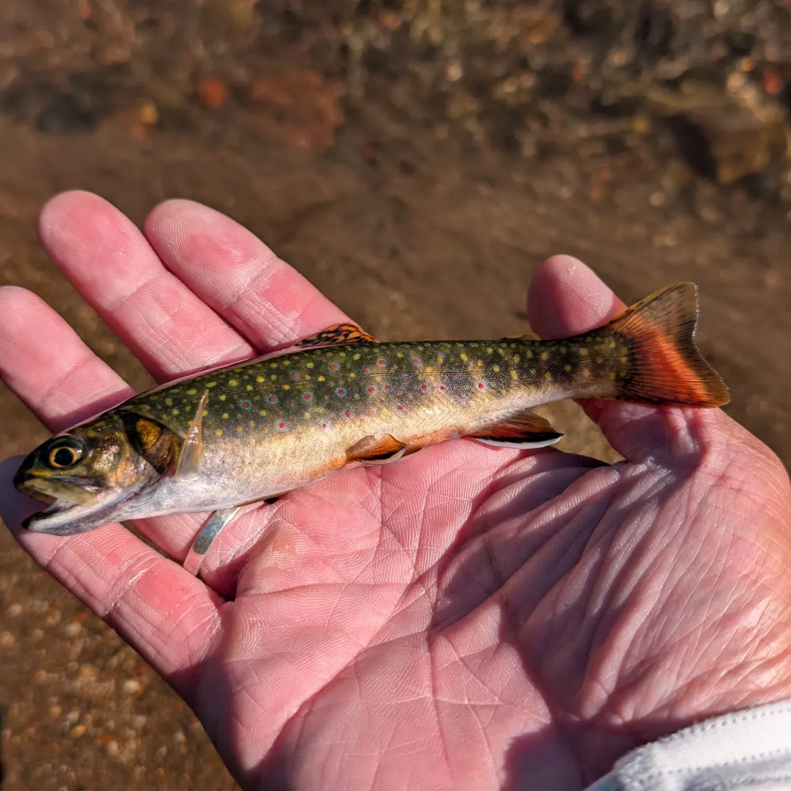 Brook trout caught on Fishbrain