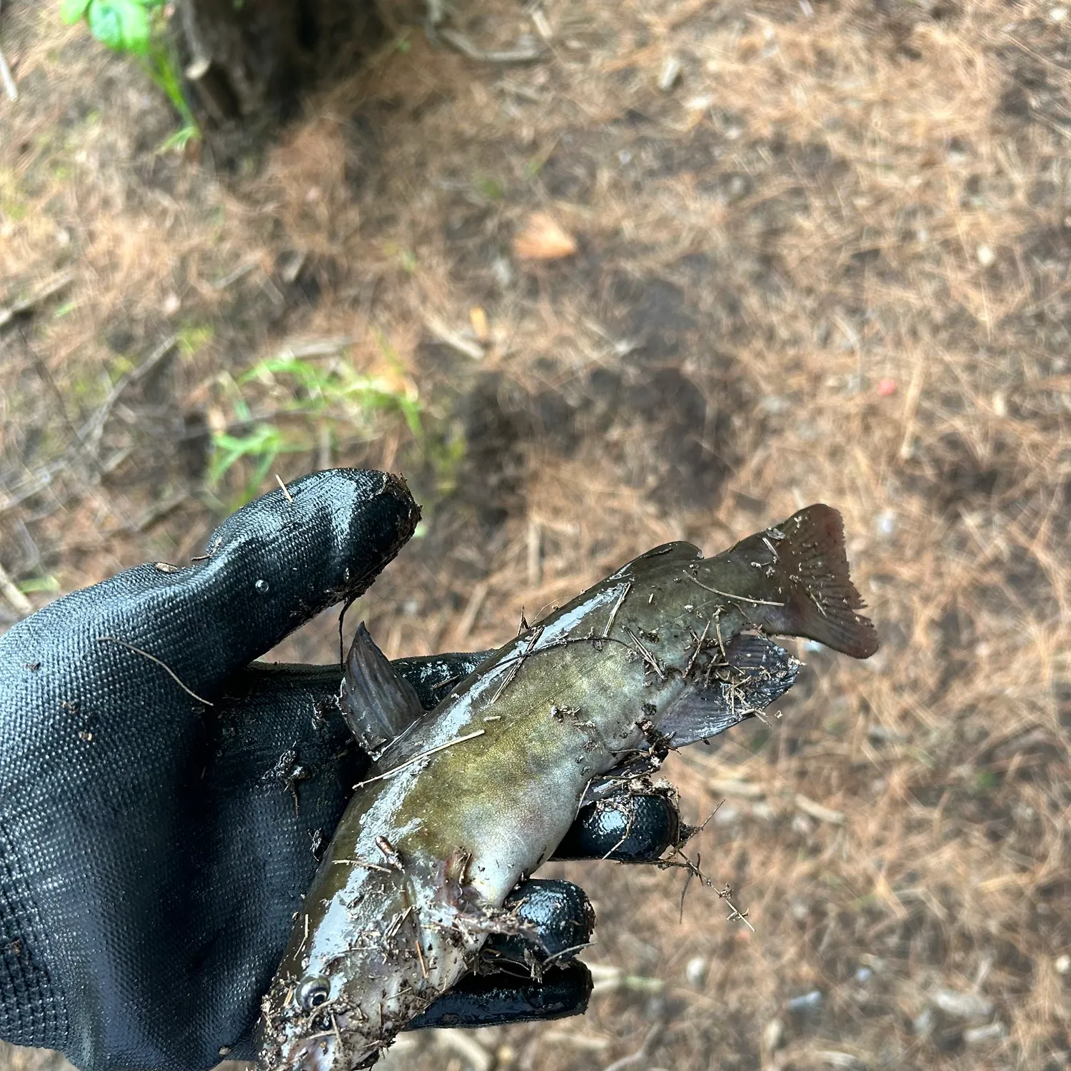 angler catch