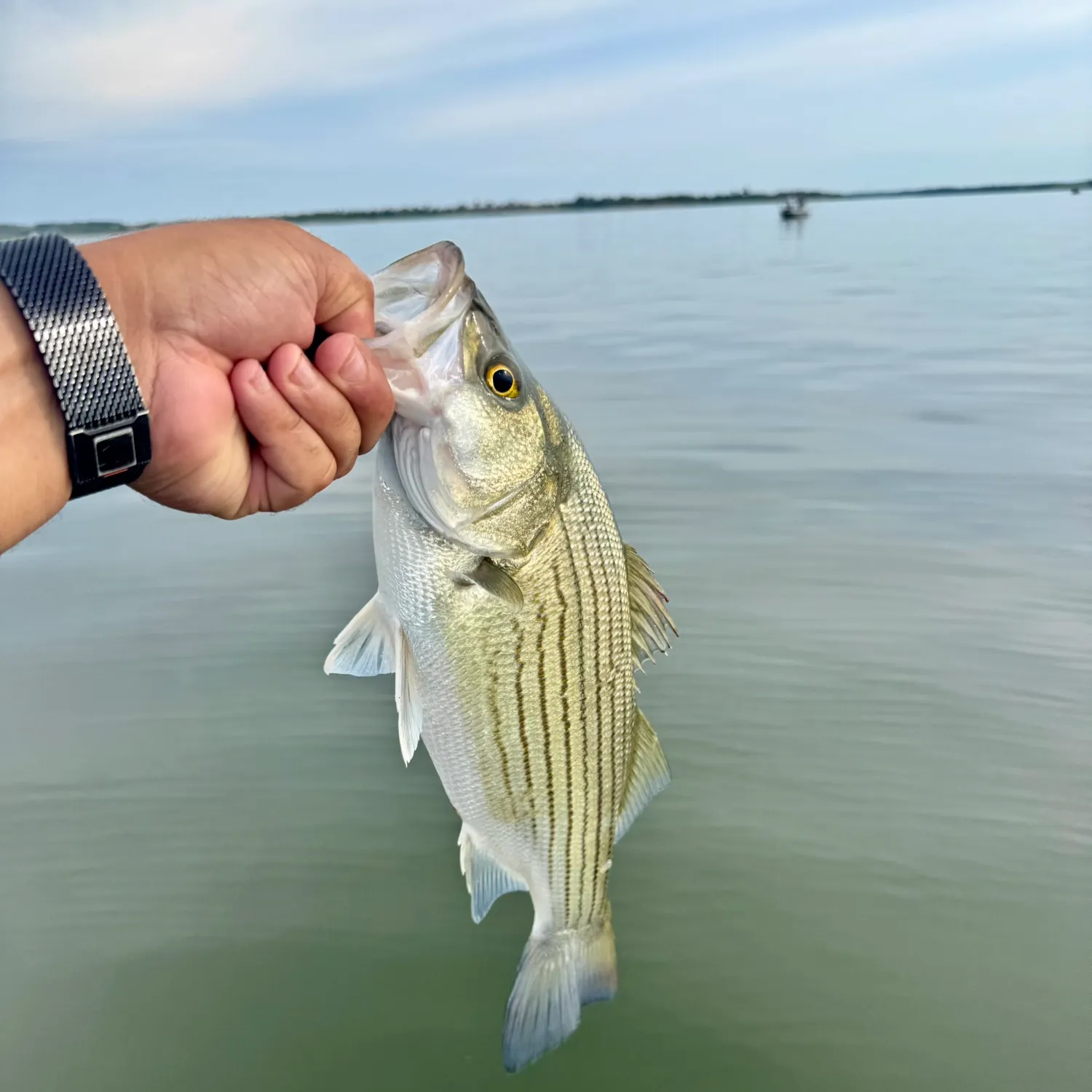 Wiper caught on Fishbrain