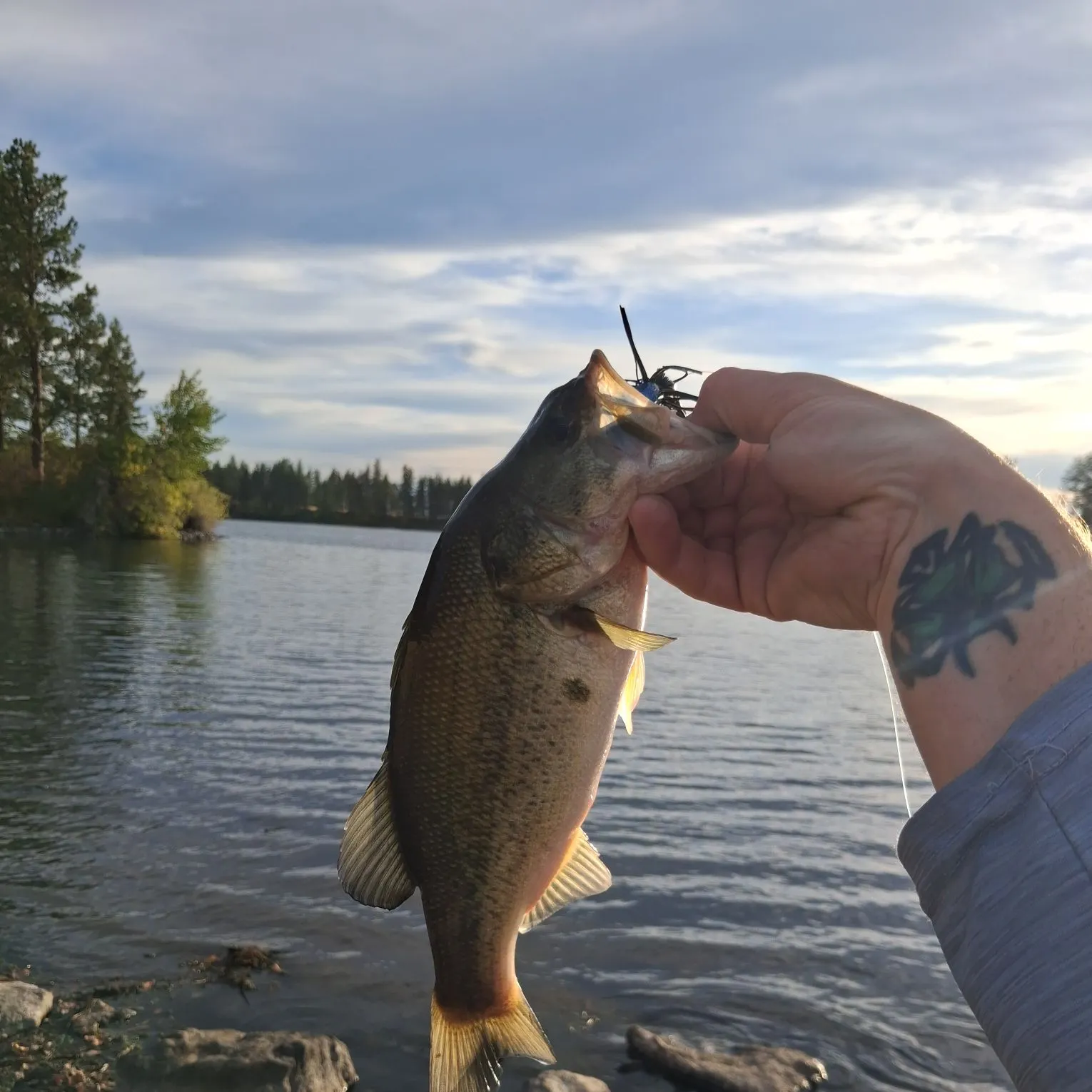 Largemouth bass caught on Fishbrain