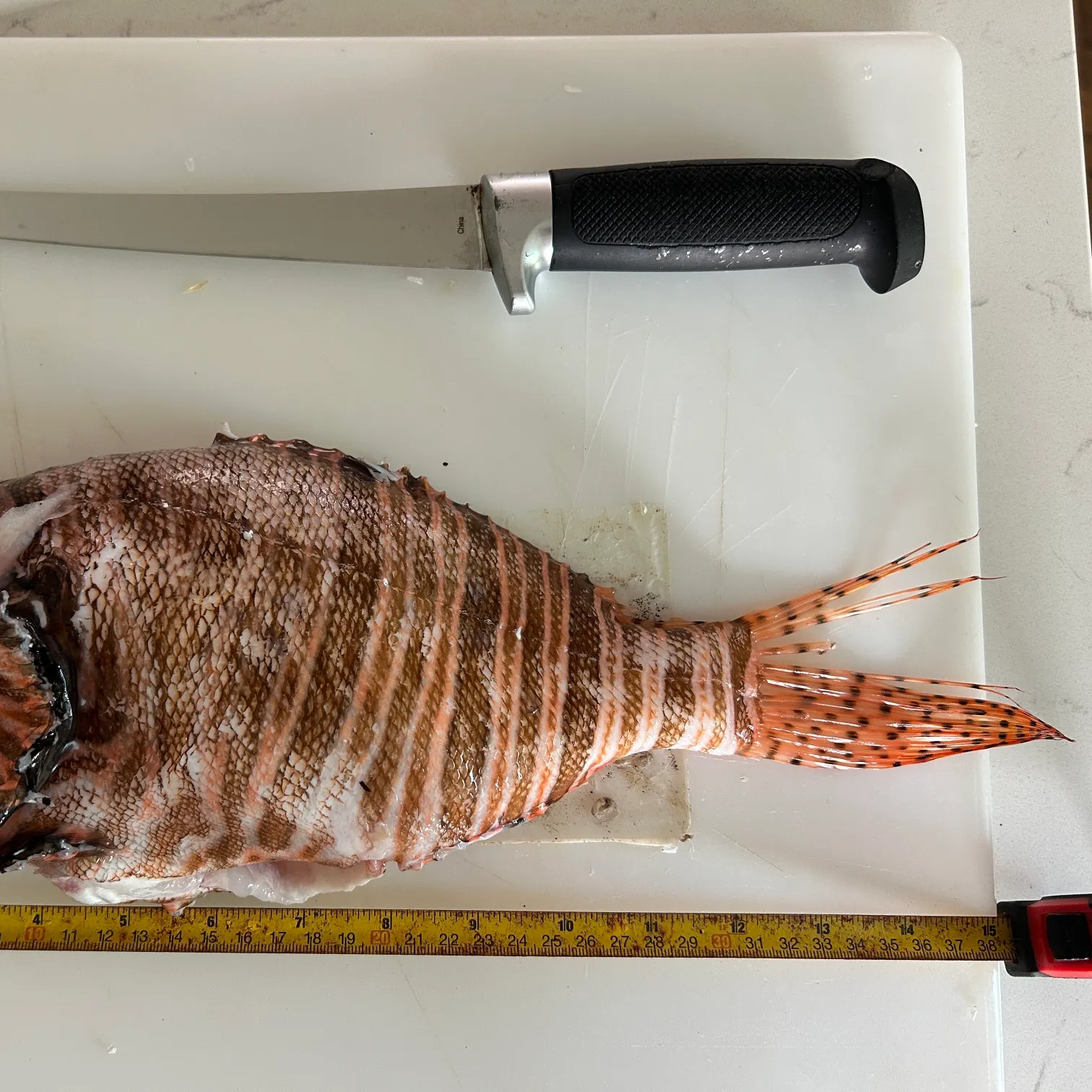 The most recent Red lionfish catches on Fishbrain
