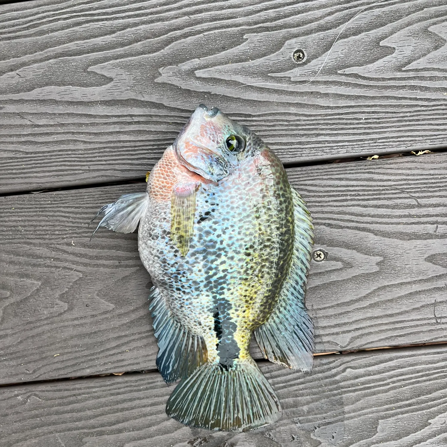 The most recent Redhead cichlid catches on Fishbrain