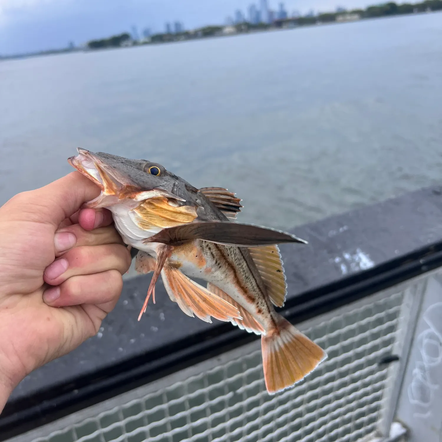 catch