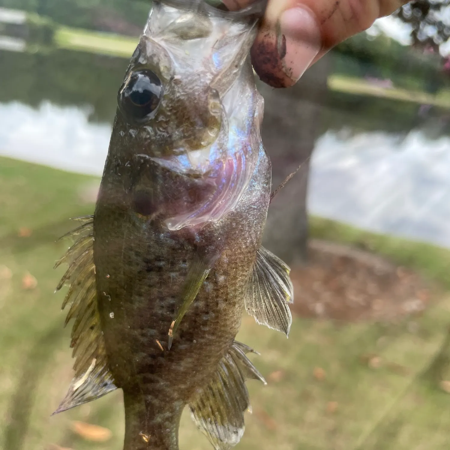 Warmouth caught on Fishbrain