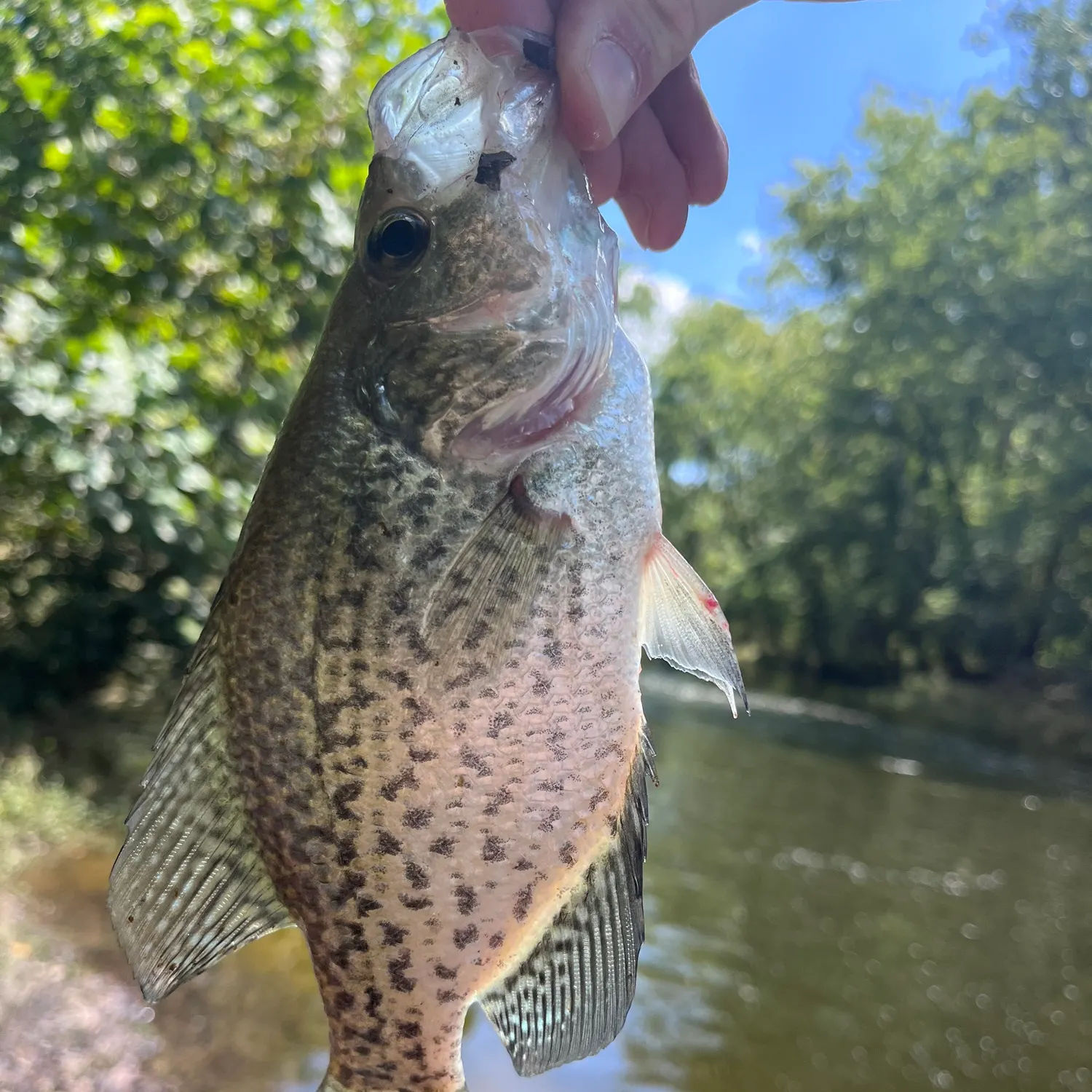 Black crappie caught on Fishbrain