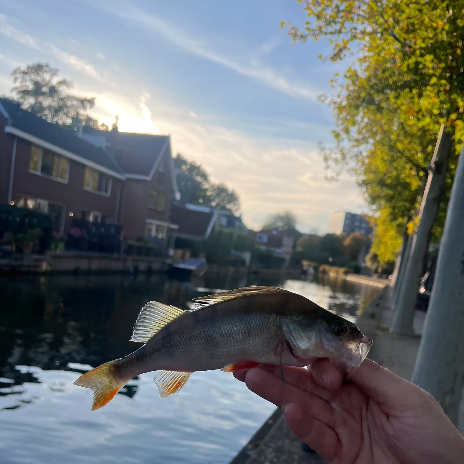catch