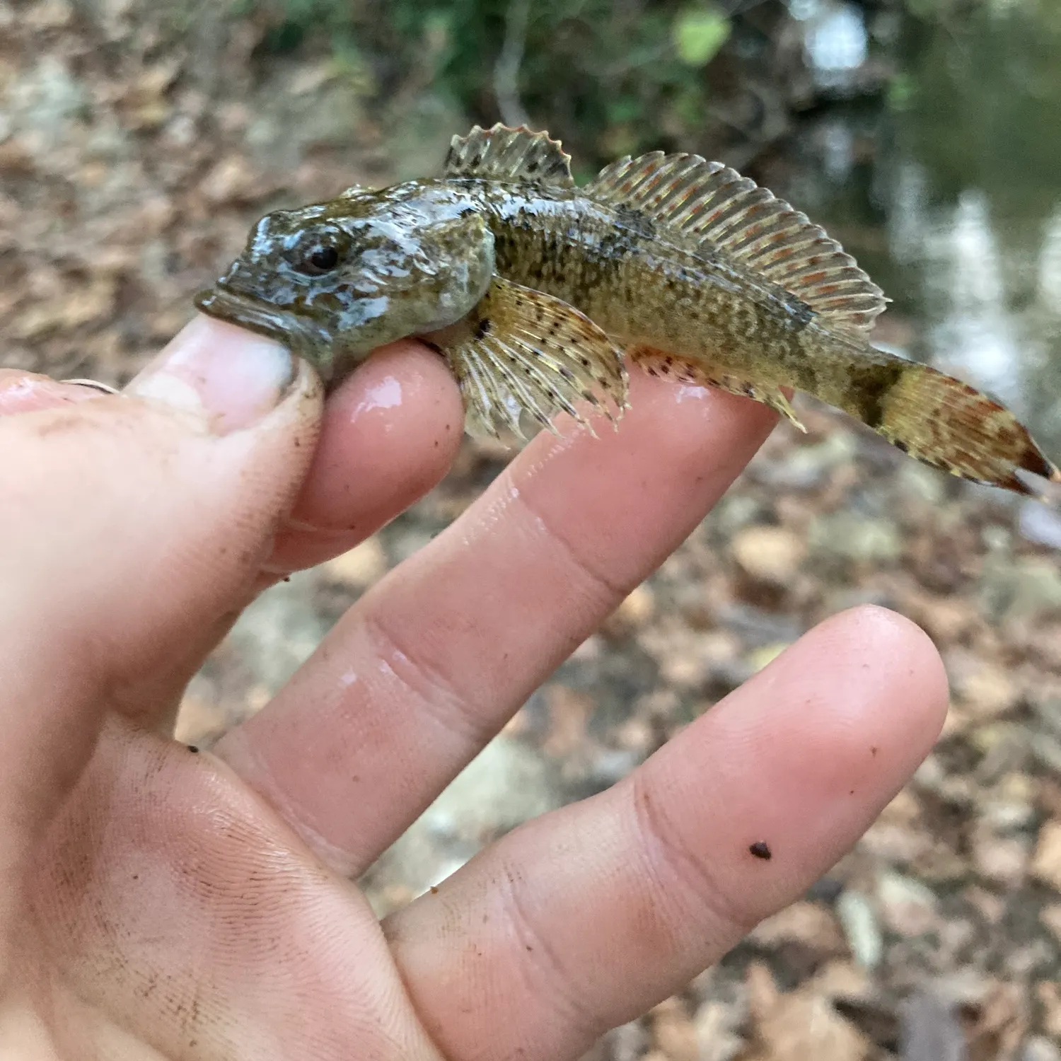 Banded sculpin caught on Fishbrain