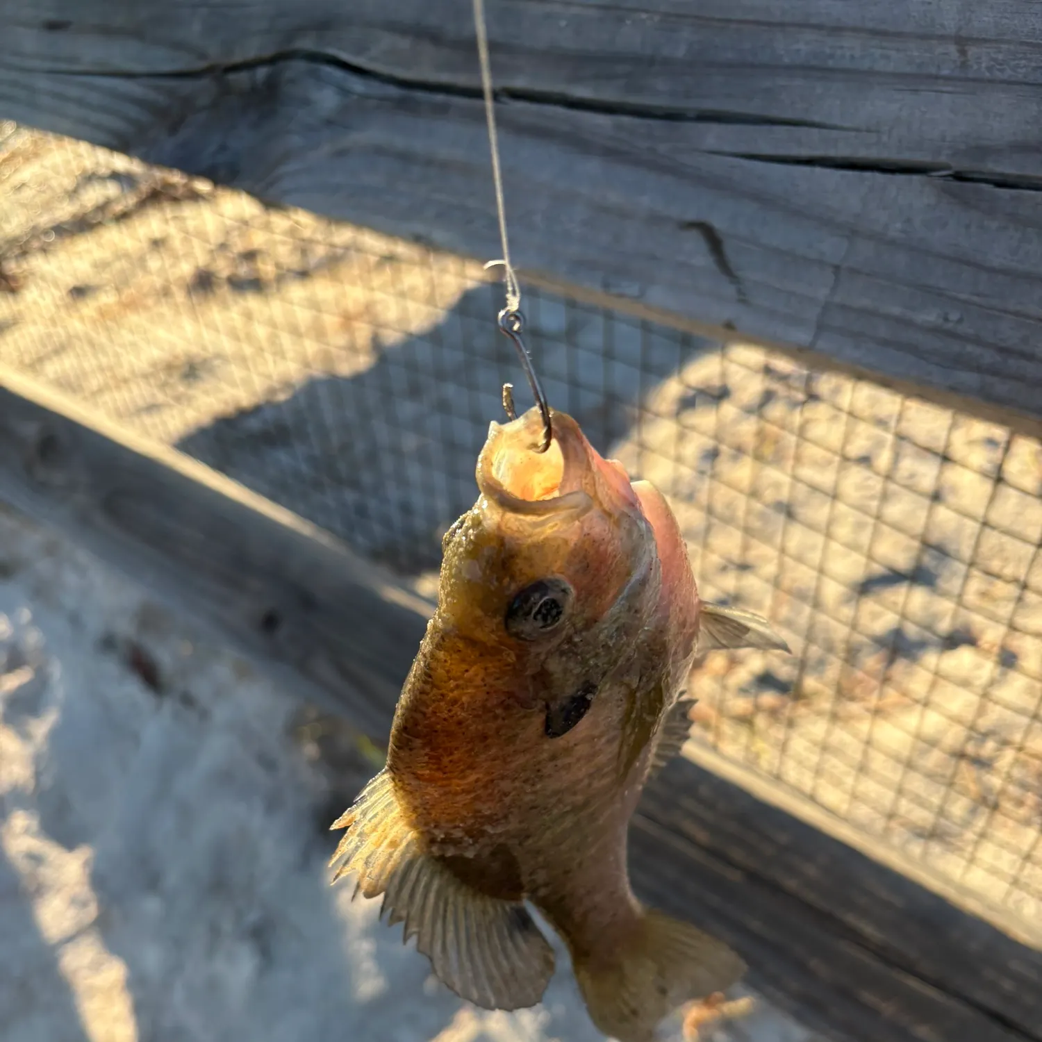Bluegill caught on Fishbrain