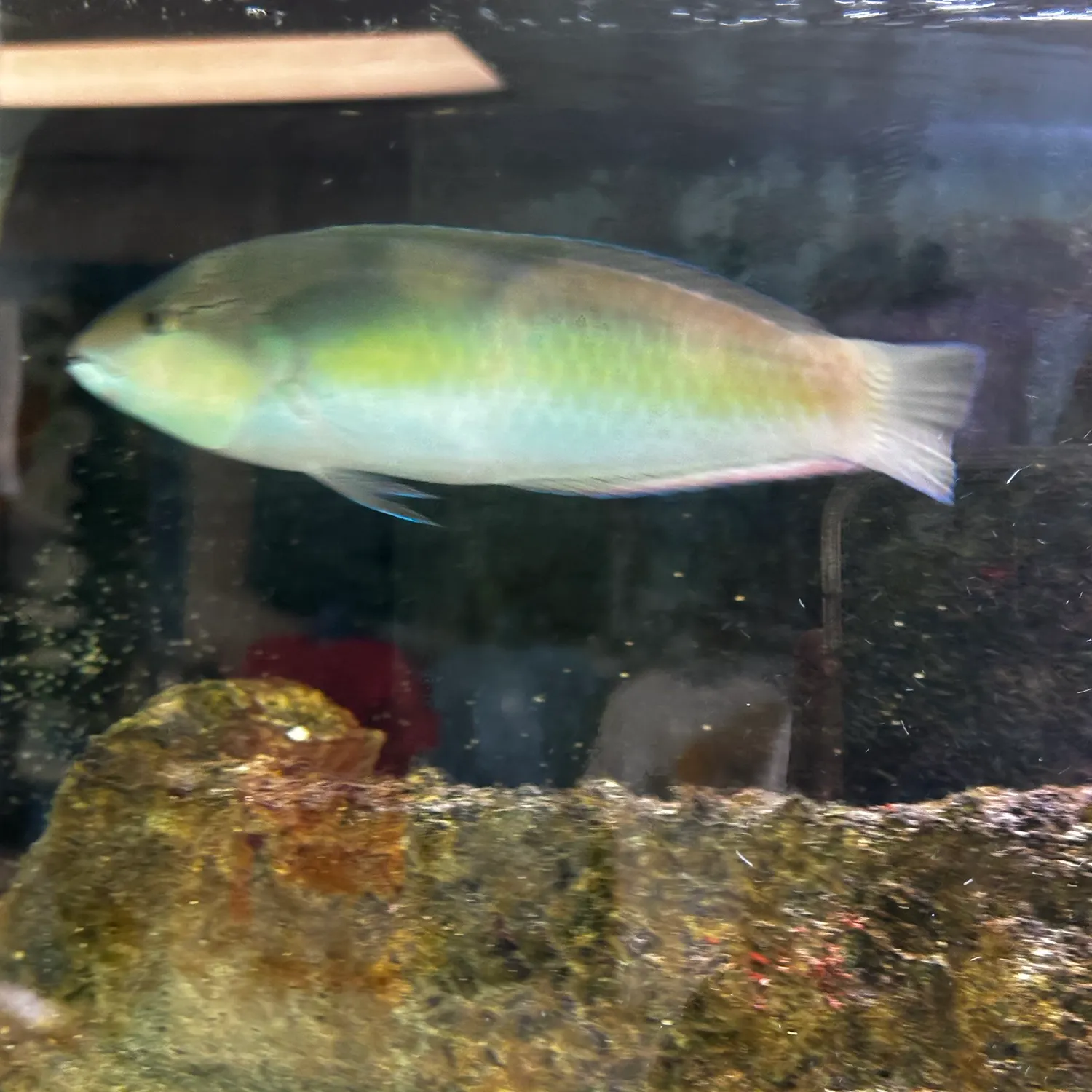 The most recent Bluntheaded wrasse catches on Fishbrain